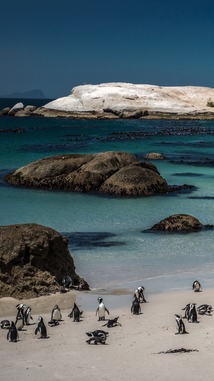 1228576 descargar fondo de pantalla fotografía, playa, pingüino, ciudad del cabo, sudáfrica, roca, costa: protectores de pantalla e imágenes gratis
