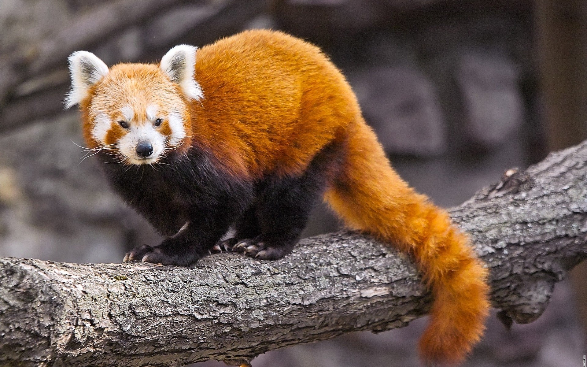 red panda, animal