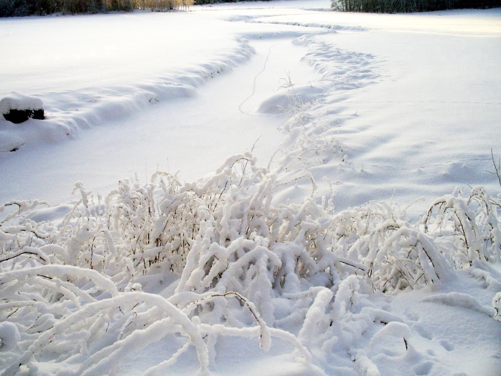 127763 Bild herunterladen winter, natur, grass, schnee, startseite, cover - Hintergrundbilder und Bildschirmschoner kostenlos