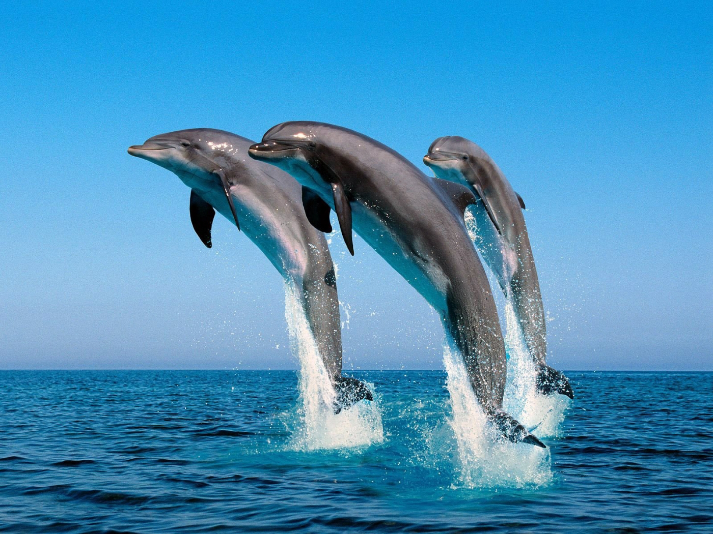 34389 baixar papel de parede animais, golfinhos, azul - protetores de tela e imagens gratuitamente
