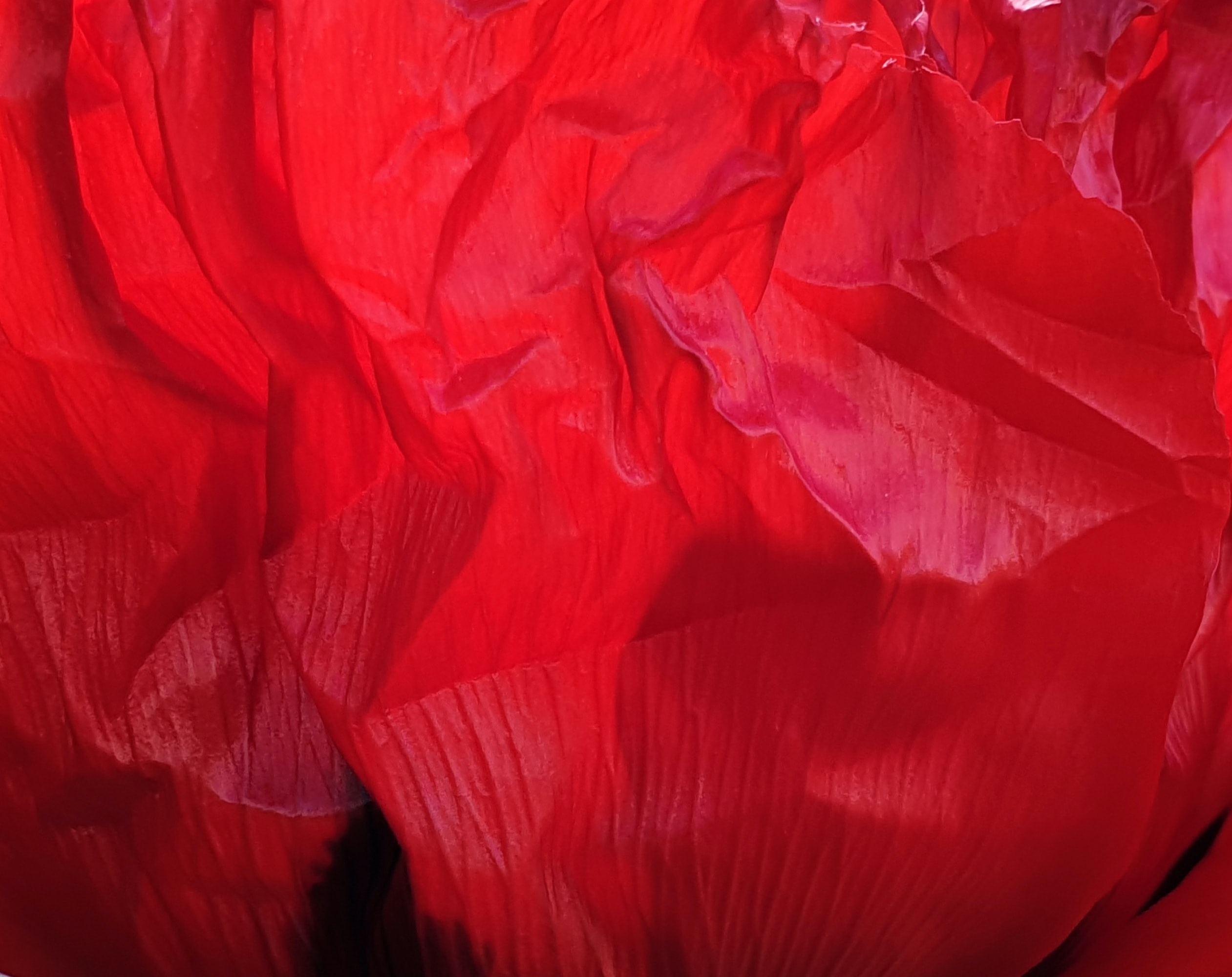 textures, red, flower, petals, texture, crumpled 8K