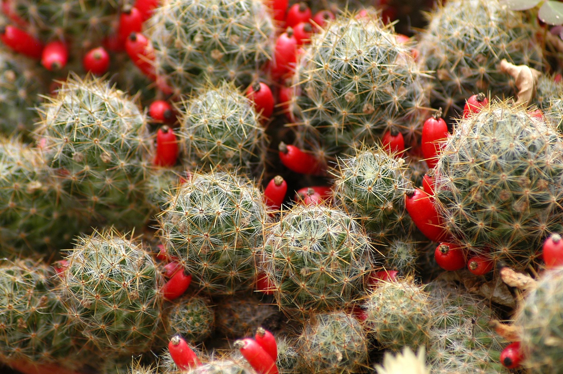 flowers, cactus, thorns, prickles, indoor plant, houseplant cell phone wallpapers