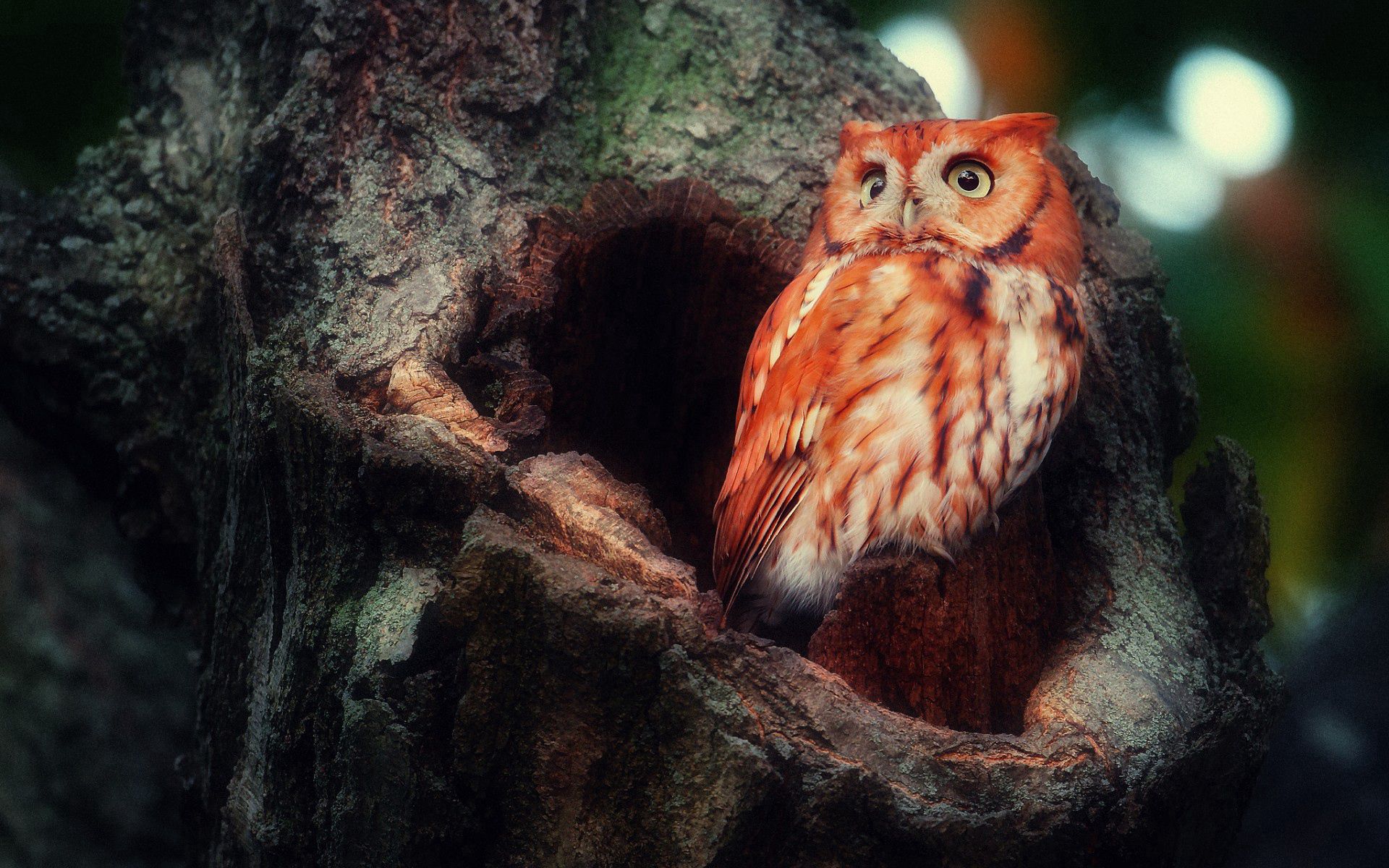 owl, animals, birds, wood, tree, sight, opinion, redhead, surprise, hollow