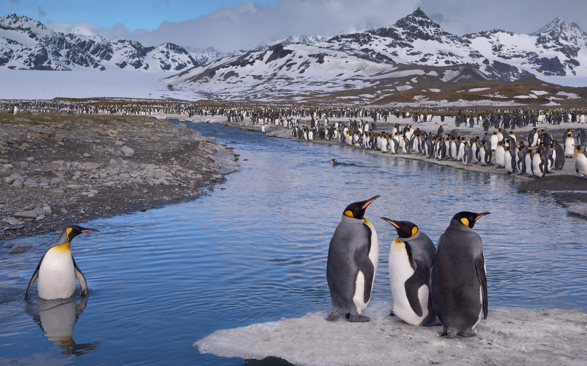396301壁紙のダウンロード動物, ペンギン, 鳥, キングペンギン-スクリーンセーバーと写真を無料で