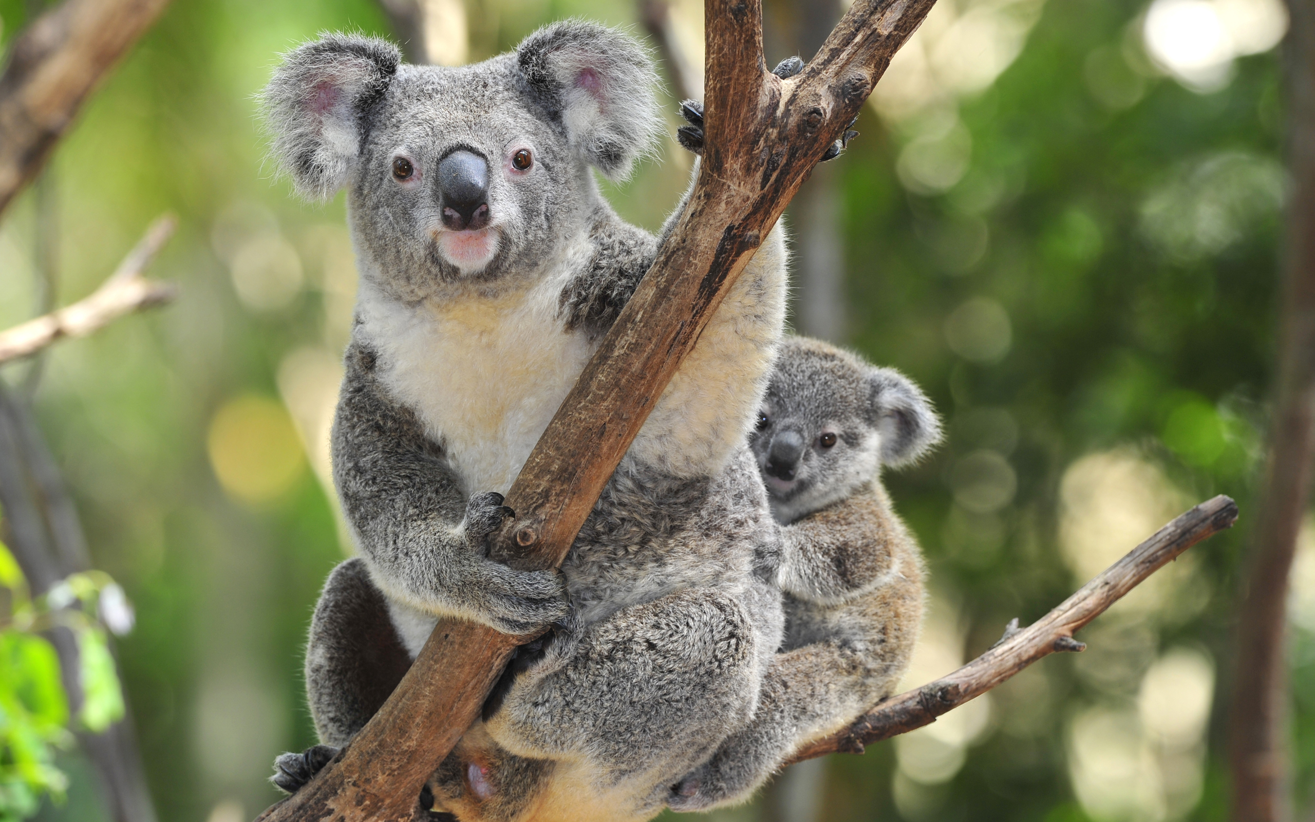 563967 télécharger l'image koala, bébé animal, animaux - fonds d'écran et économiseurs d'écran gratuits