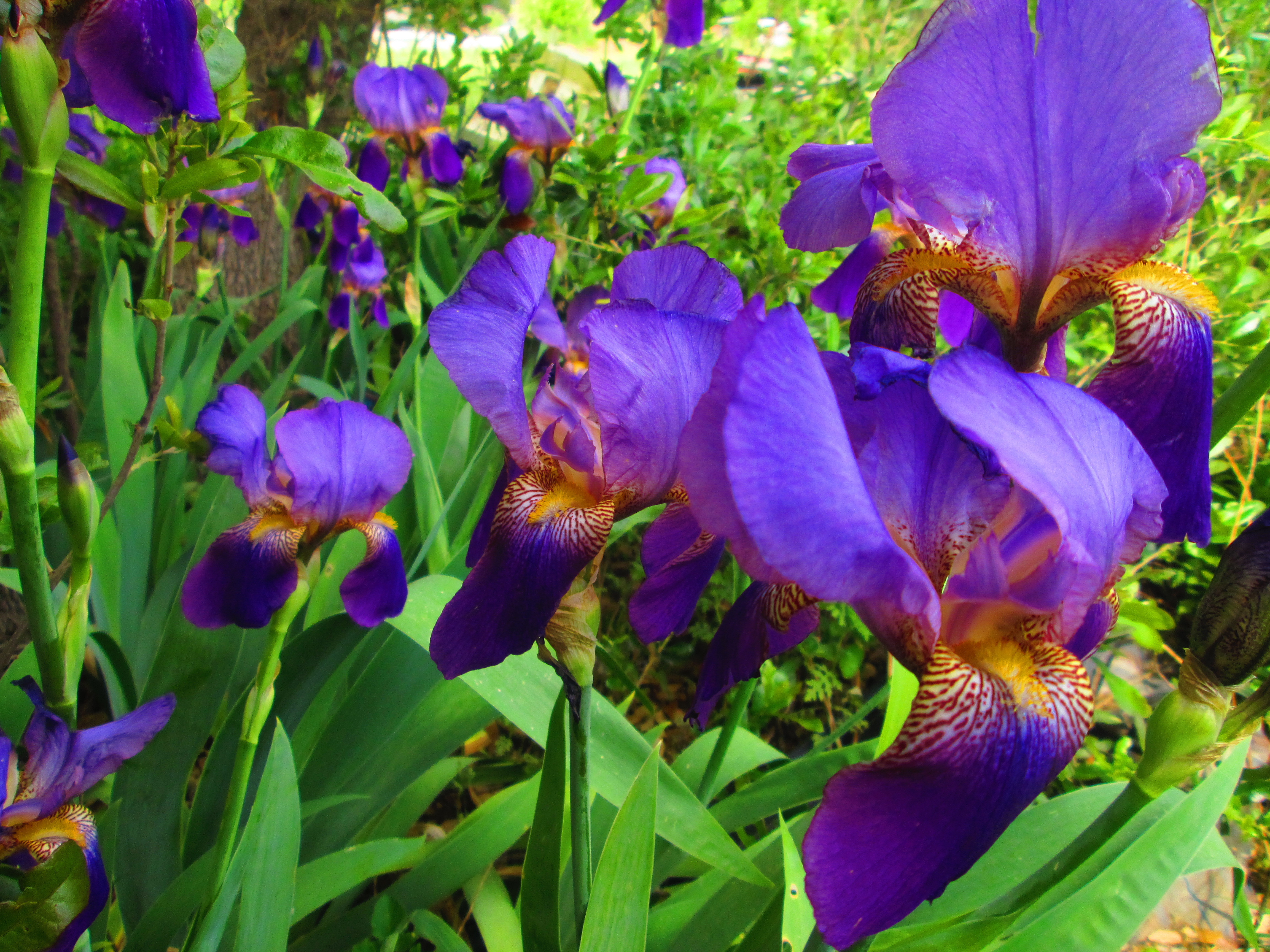 earth, iris, flower, nature, purple, flowers