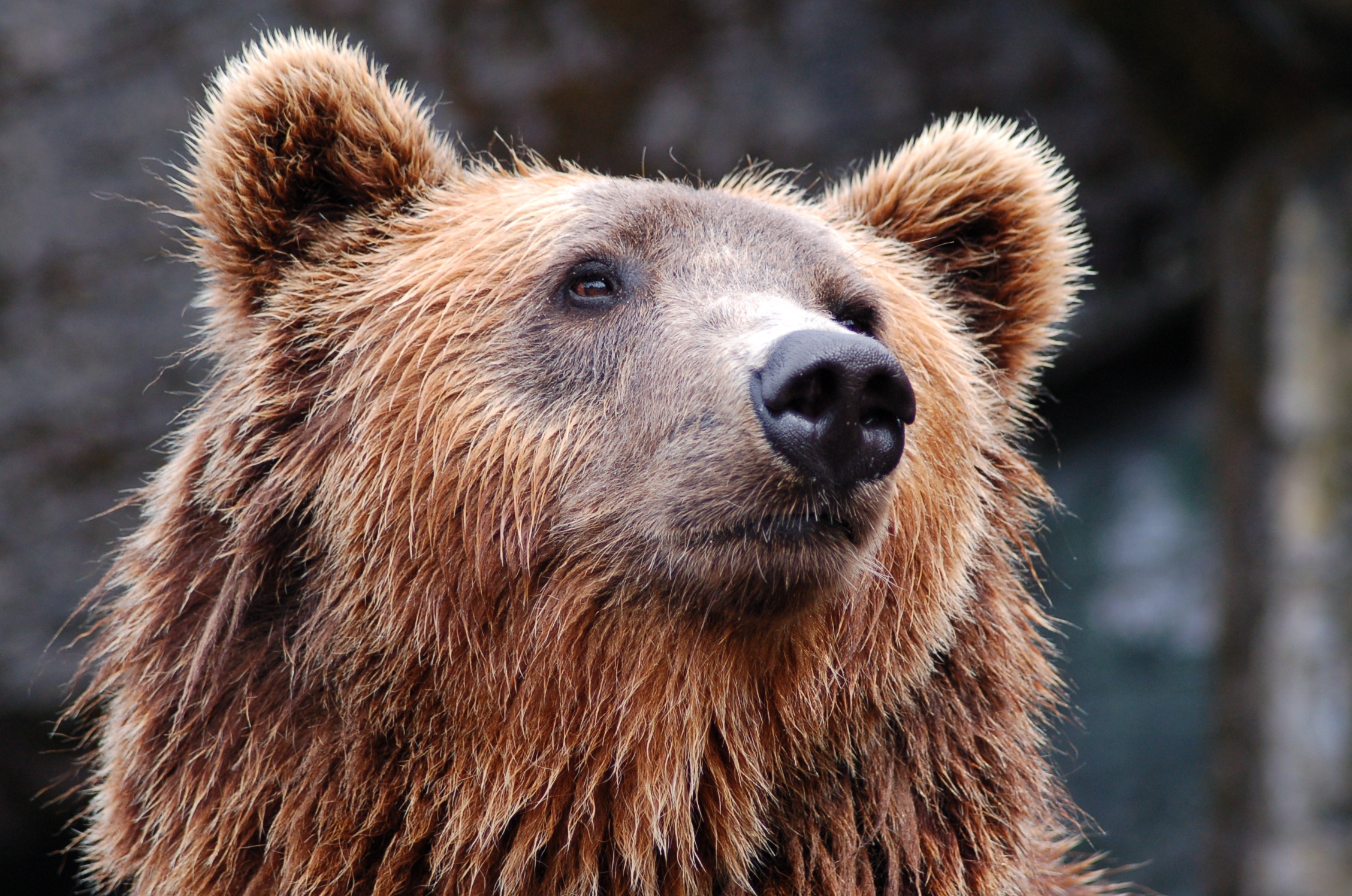 151935 télécharger le fond d'écran ours brun, animaux, museau, muselière, la fourrure, fourrure - économiseurs d'écran et images gratuitement