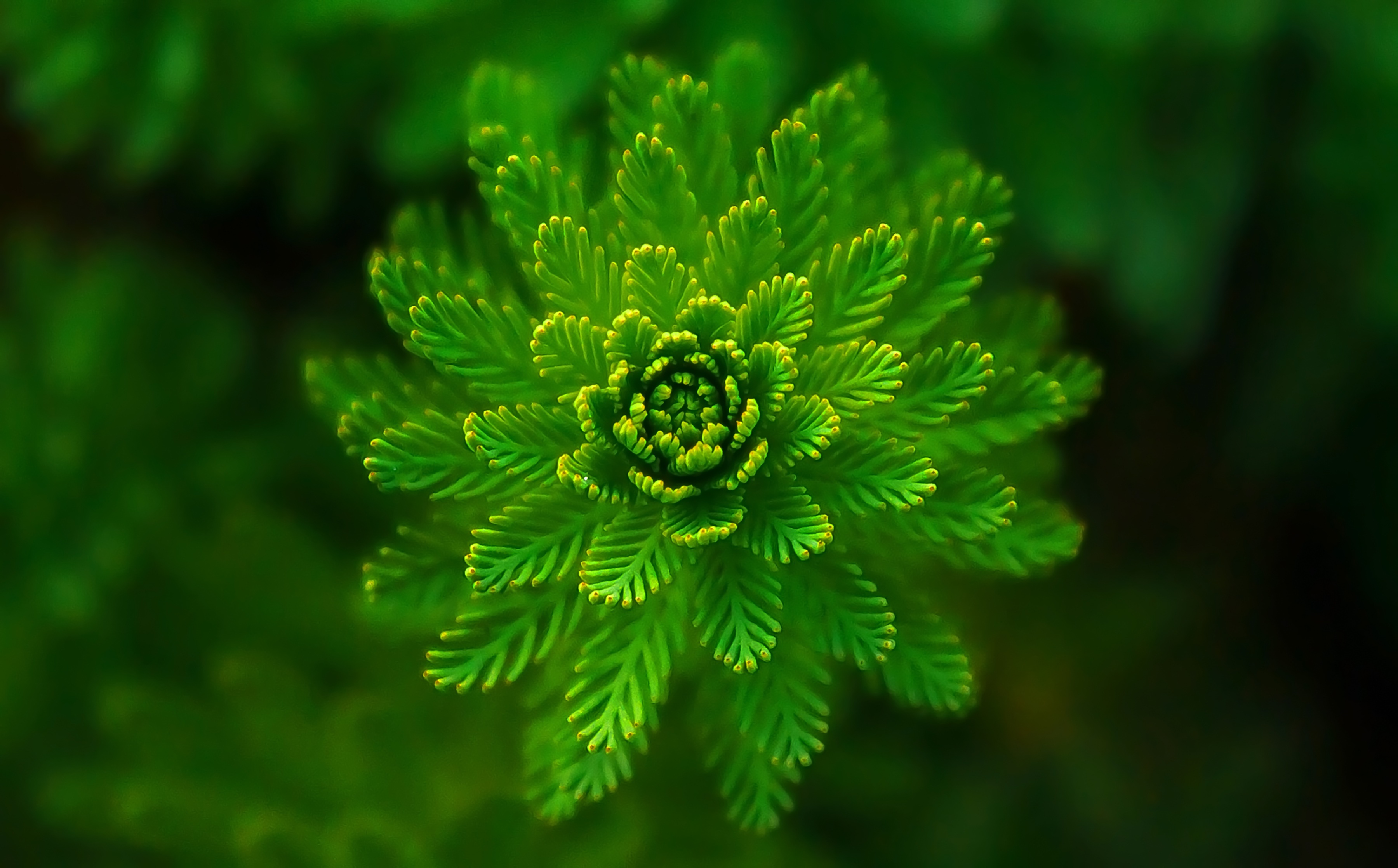 plant, macro, close up, algae, seaweed High Definition image