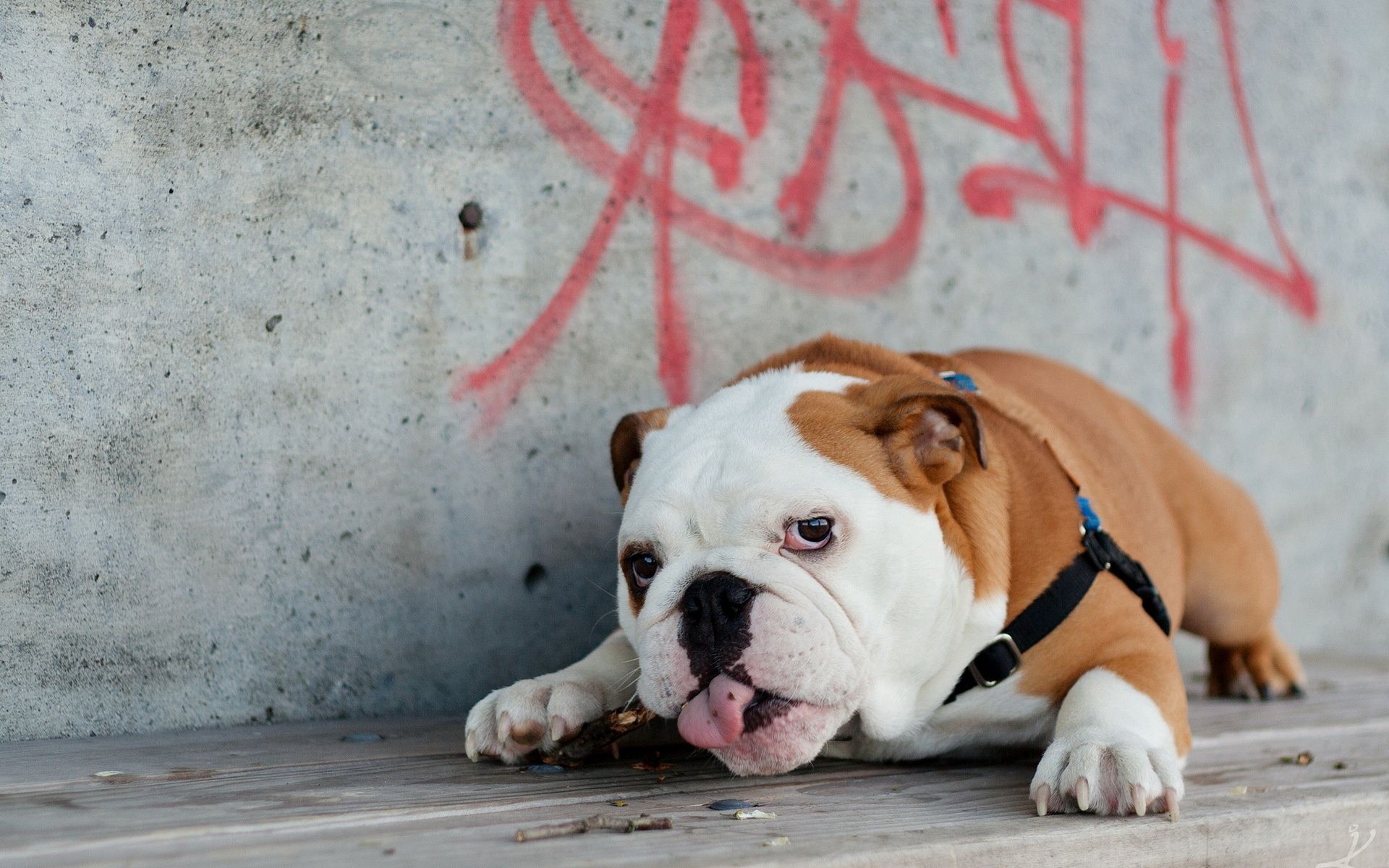 wallpapers dog, animals, lies, fat, thick, language, tongue, english bulldog