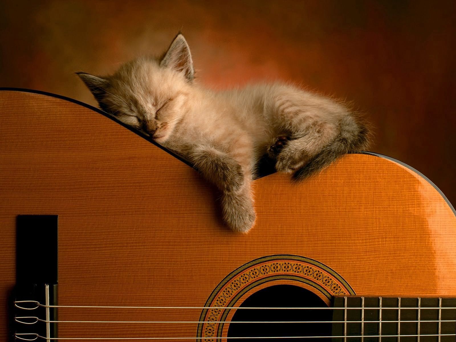 Laden Sie das Sich Hinlegen, Liegen, Schlafen, Traum, Gitarre, Kätzchen, Tiere-Bild kostenlos auf Ihren PC-Desktop herunter