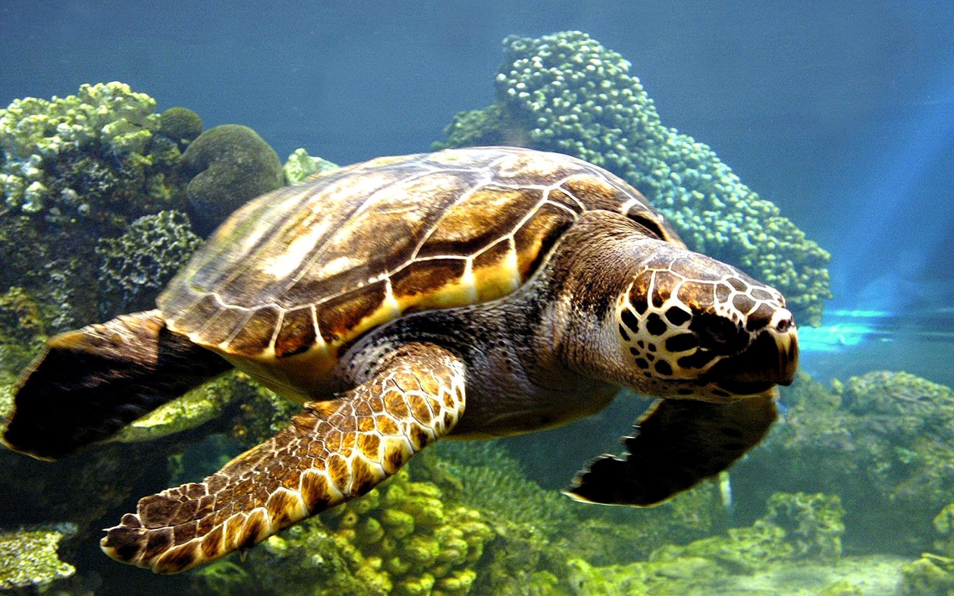 Download mobile wallpaper Animal, Underwater, Sea Turtle for free.