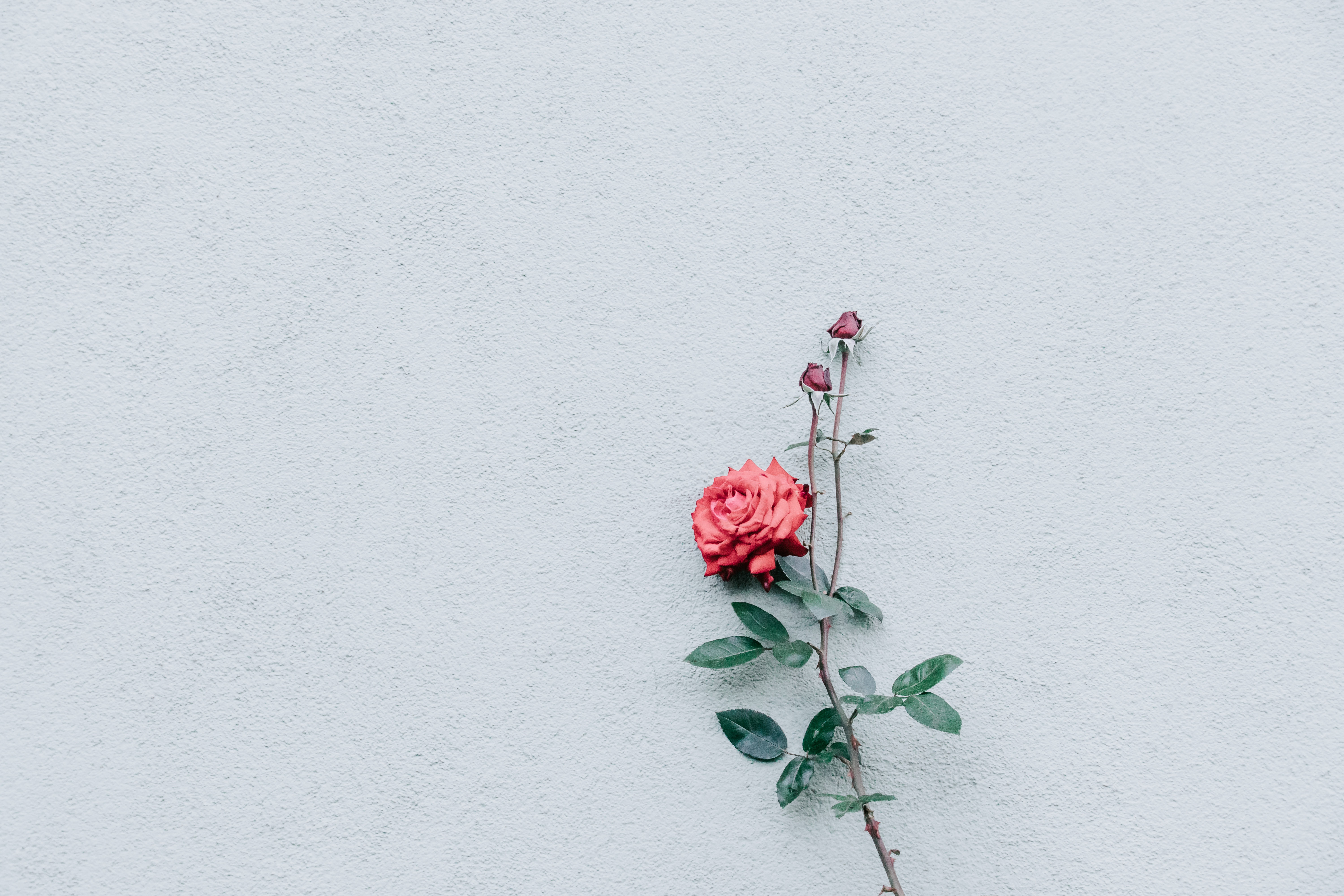 wall, minimalism, rose flower, bush, rose, bud, branch