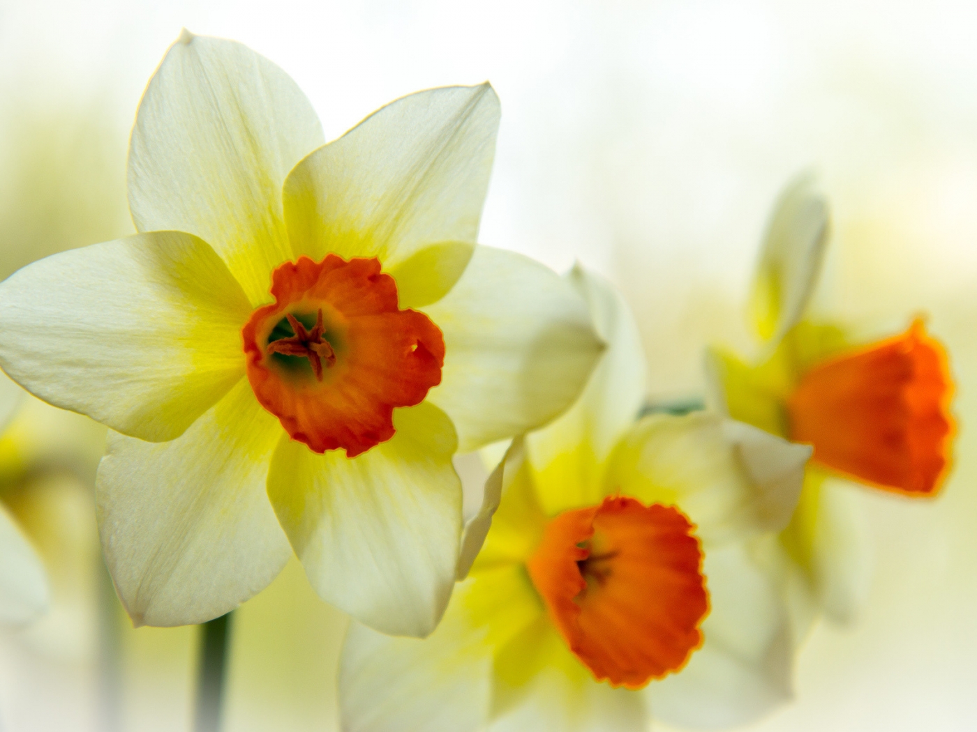 plants, flowers, narcissussi, yellow 5K