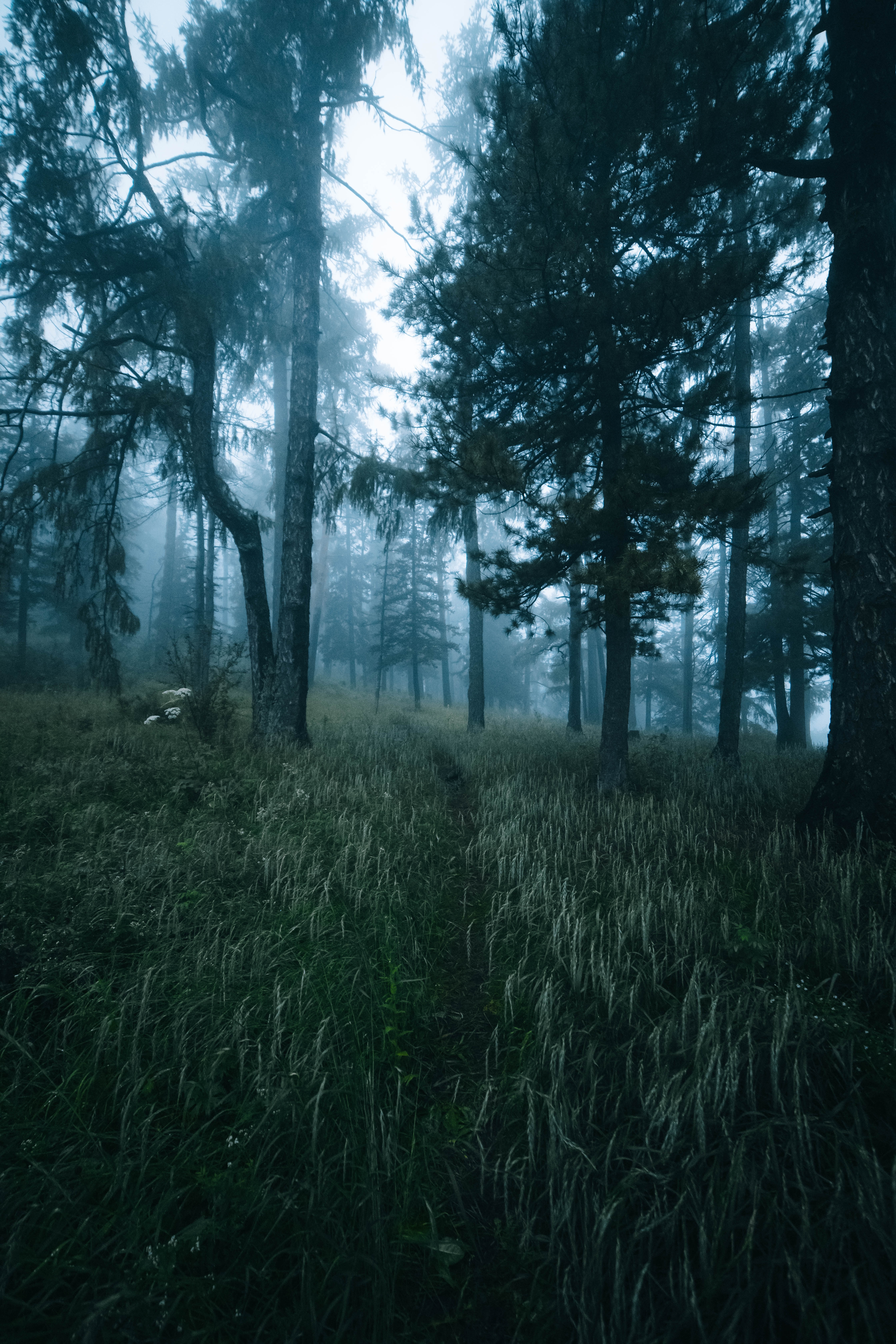 Download mobile wallpaper Forest, Fog, Path, Grass, Trees, Nature for free.