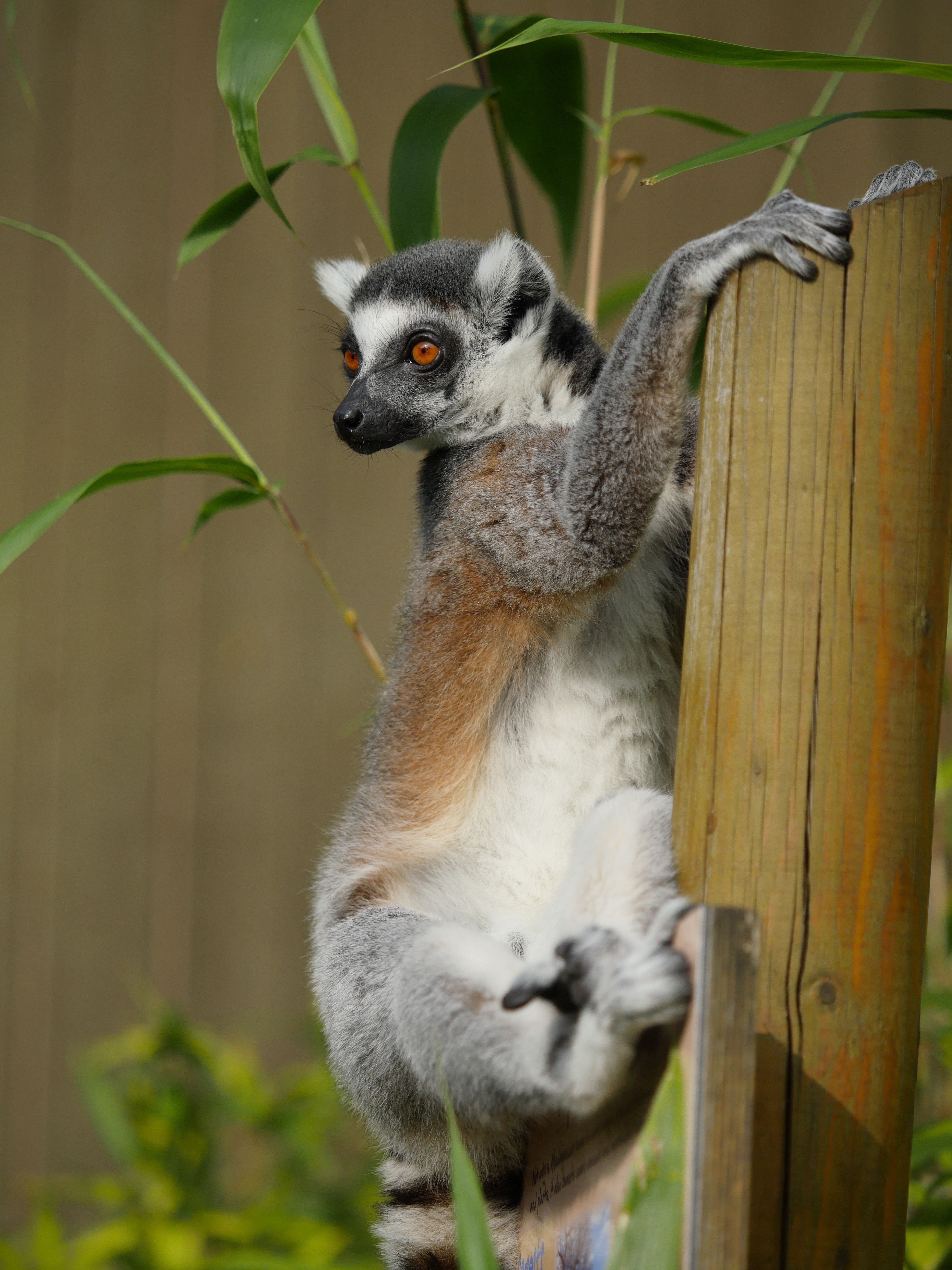 63646 Hintergrundbild herunterladen lemur, tiere, tier, nett, schatz, bambus - Bildschirmschoner und Bilder kostenlos