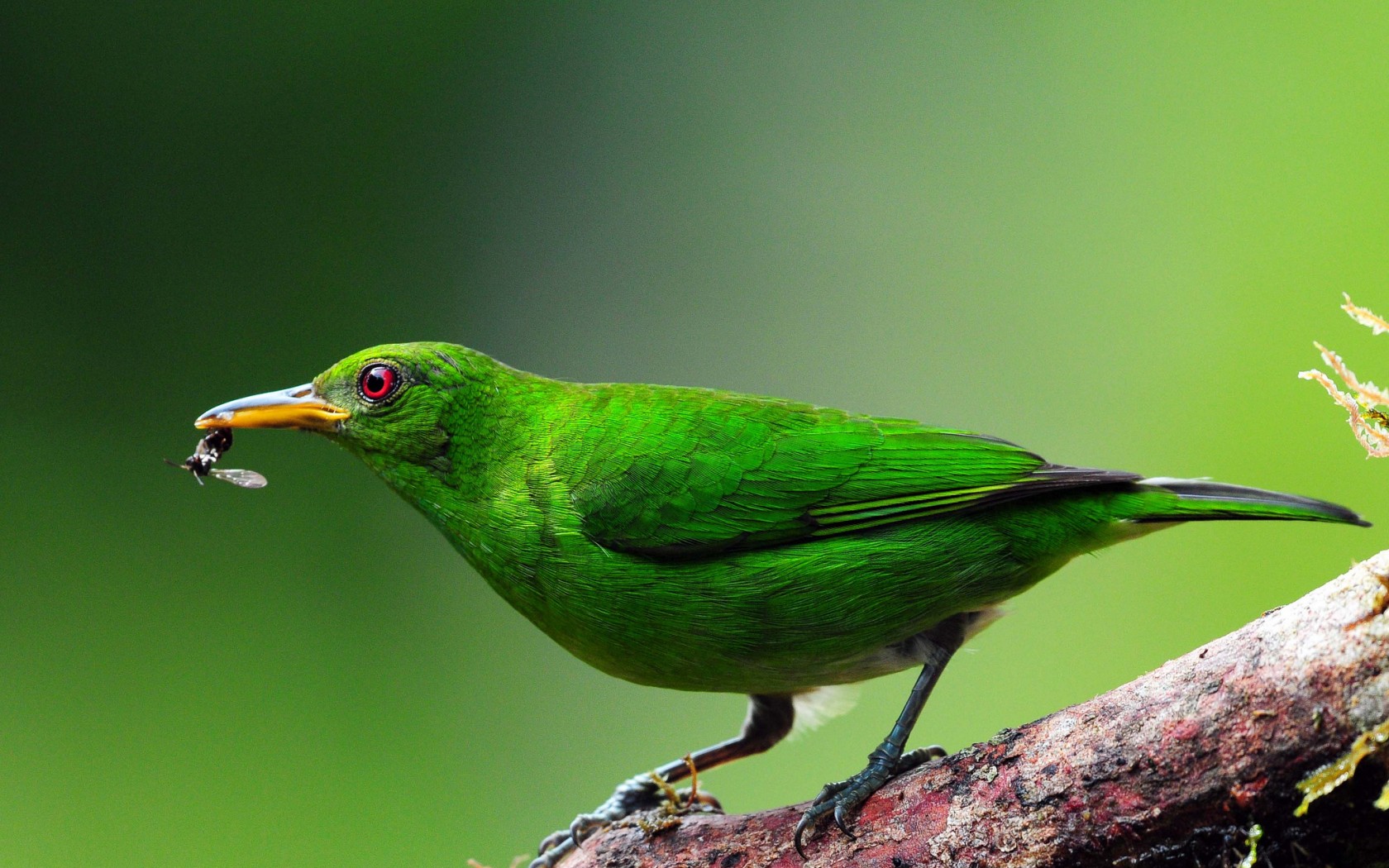 Черно зеленая птичка. Малый зелёный рогоклюв. Зеленая птица. Зелёная птица с длинным клювом. Маленькая зеленая птица.