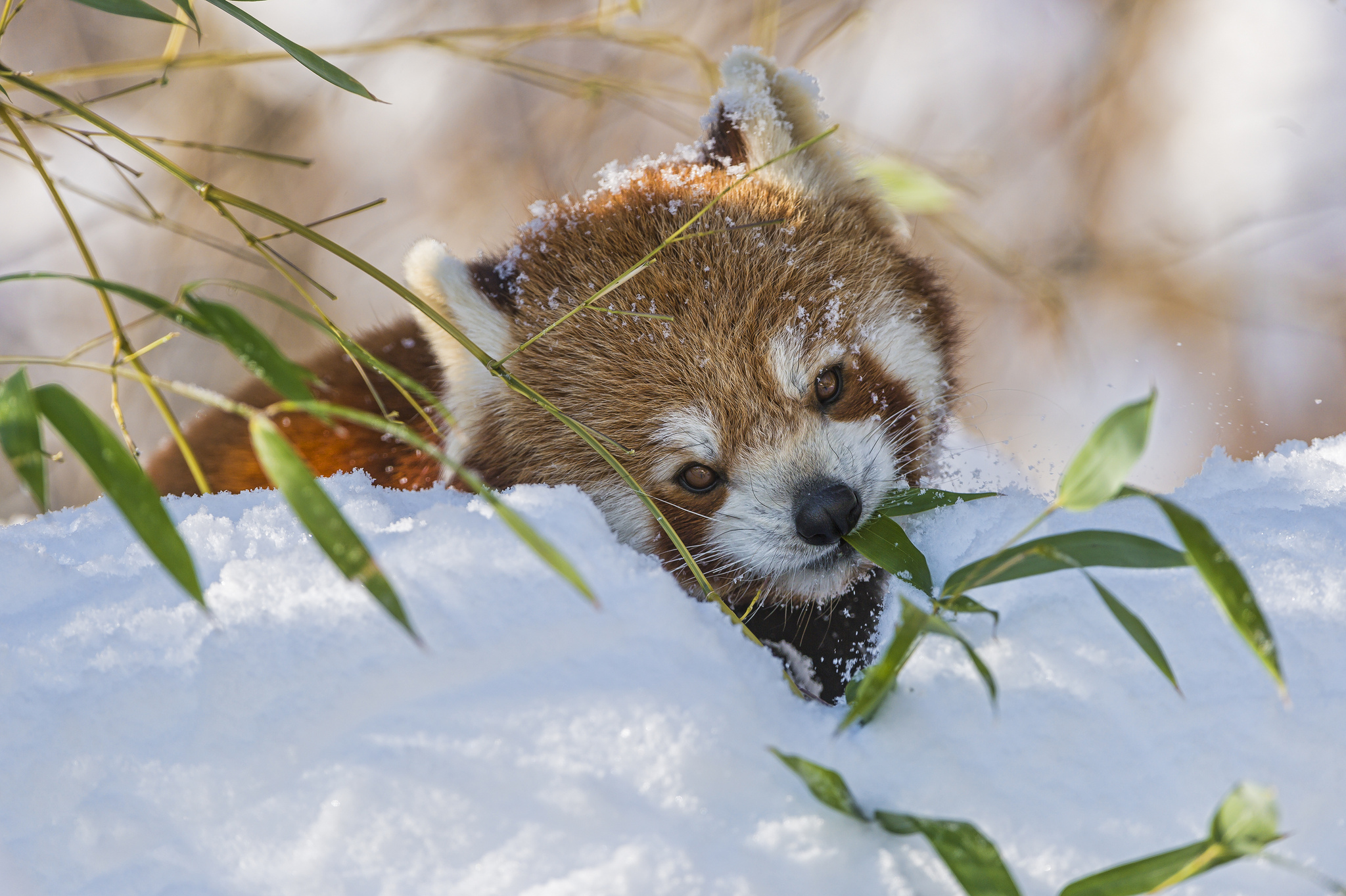 594685 Bild herunterladen tiere, kleiner panda - Hintergrundbilder und Bildschirmschoner kostenlos