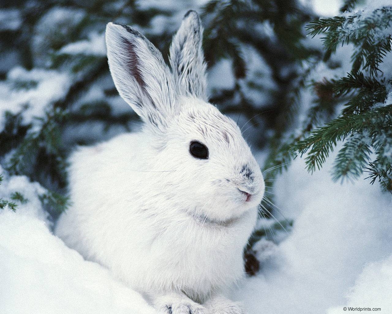 rabbits, animals, winter UHD