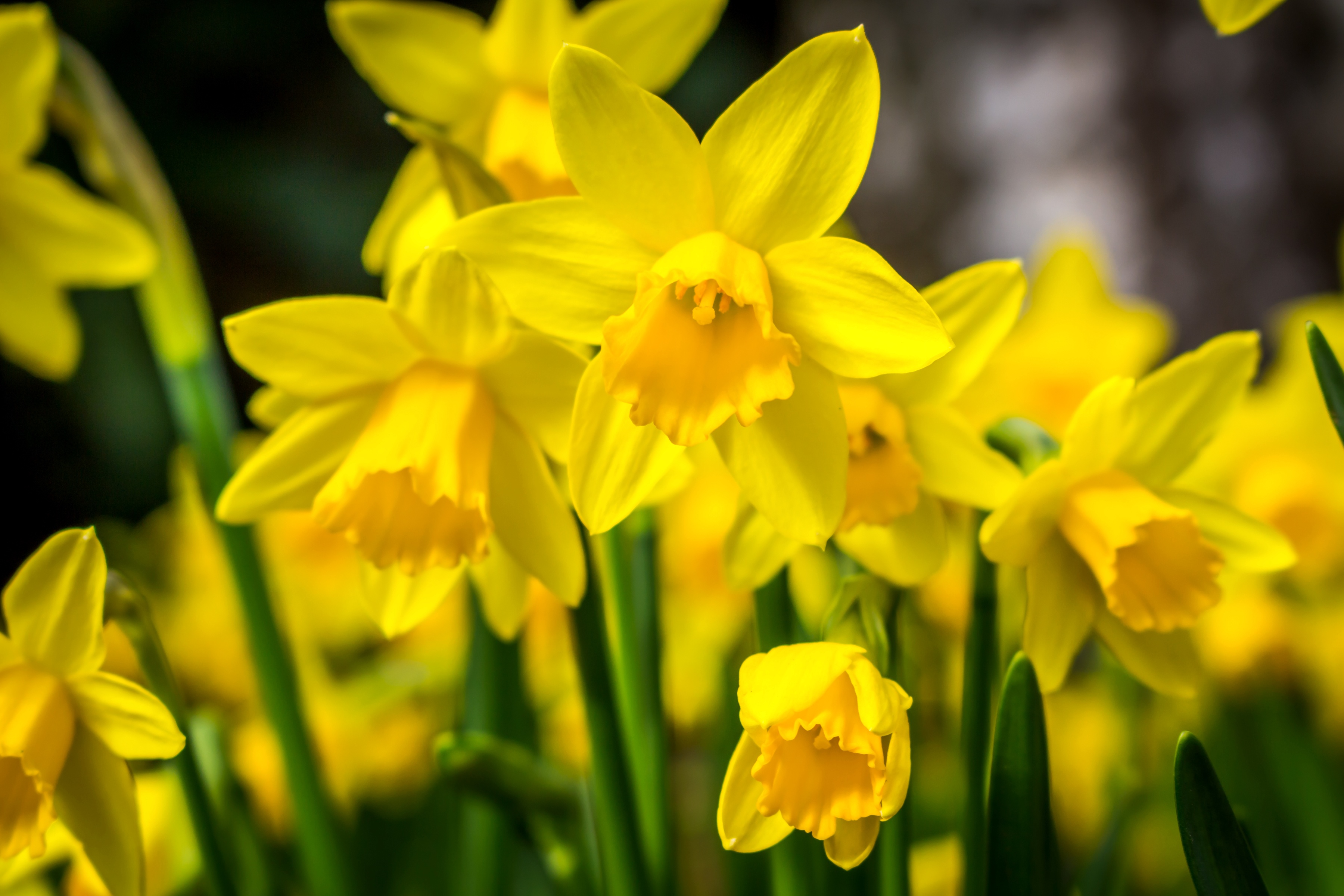 Желтый Нарцисс Daffodil