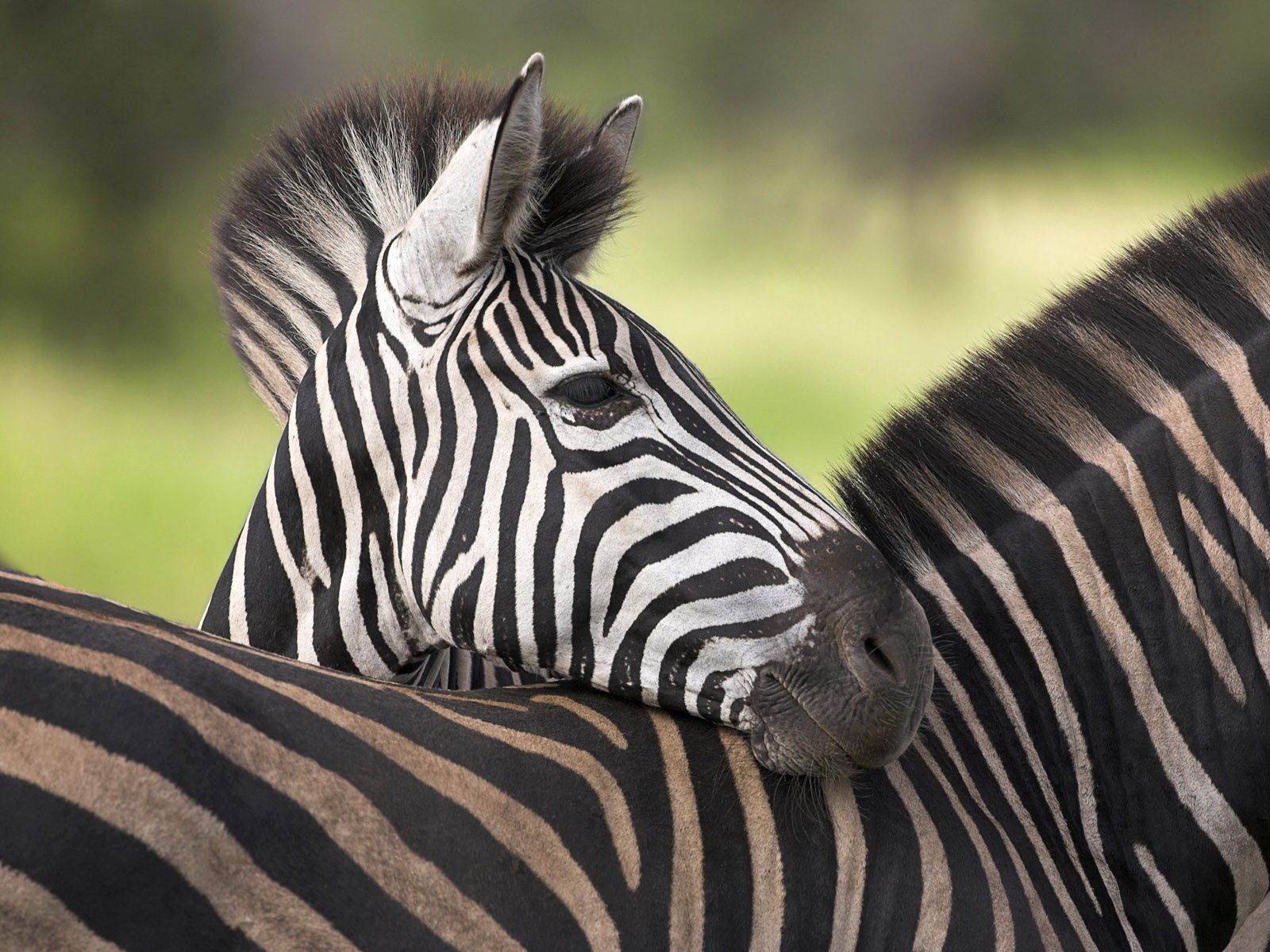 Download mobile wallpaper Young, Joey, Striped, Animals, Color, Zebra for free.