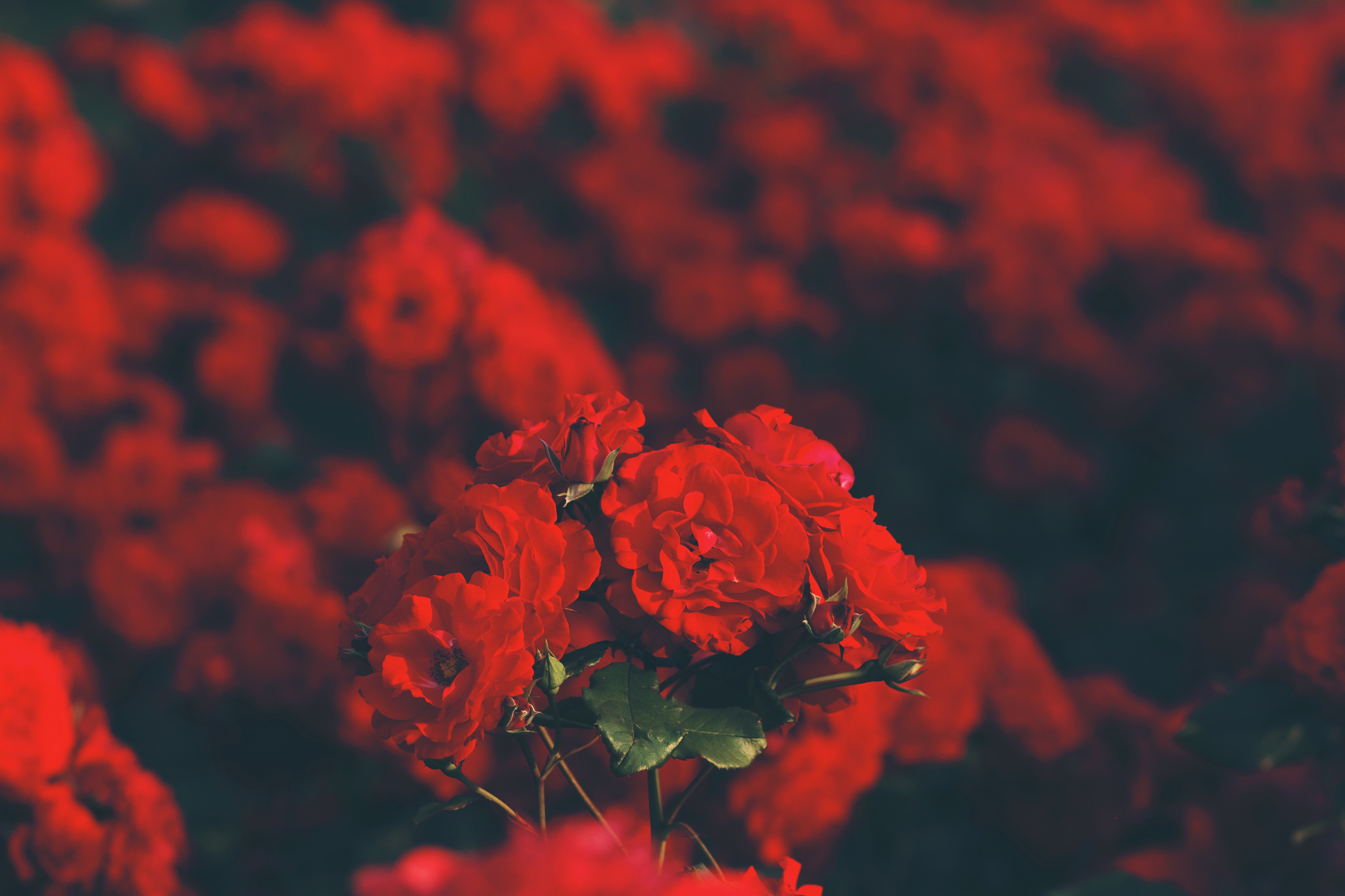 Download mobile wallpaper Smooth, Bouquet, Flowers, Roses, Blur for free.