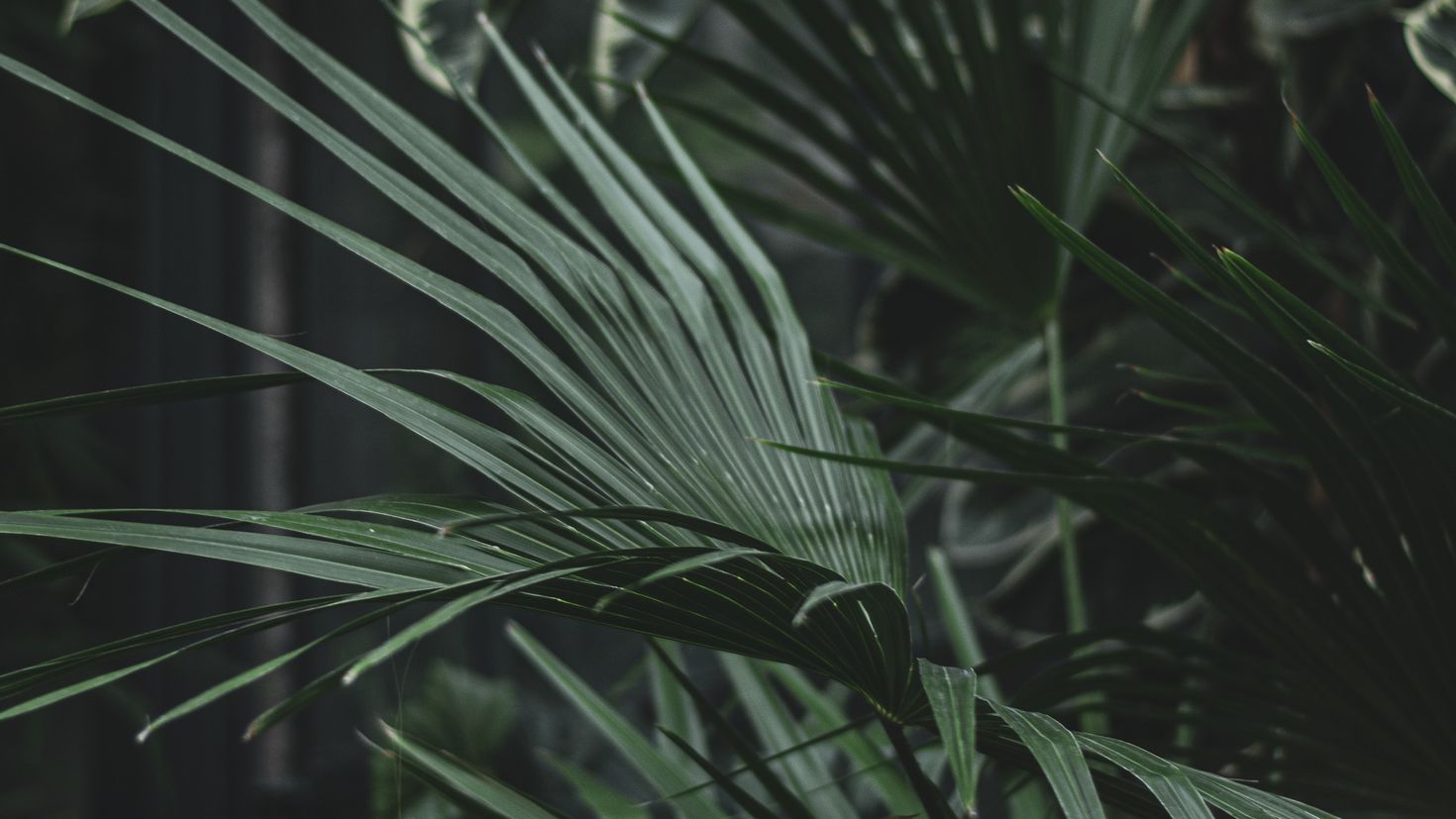 Пальмовый лист темно зеленый