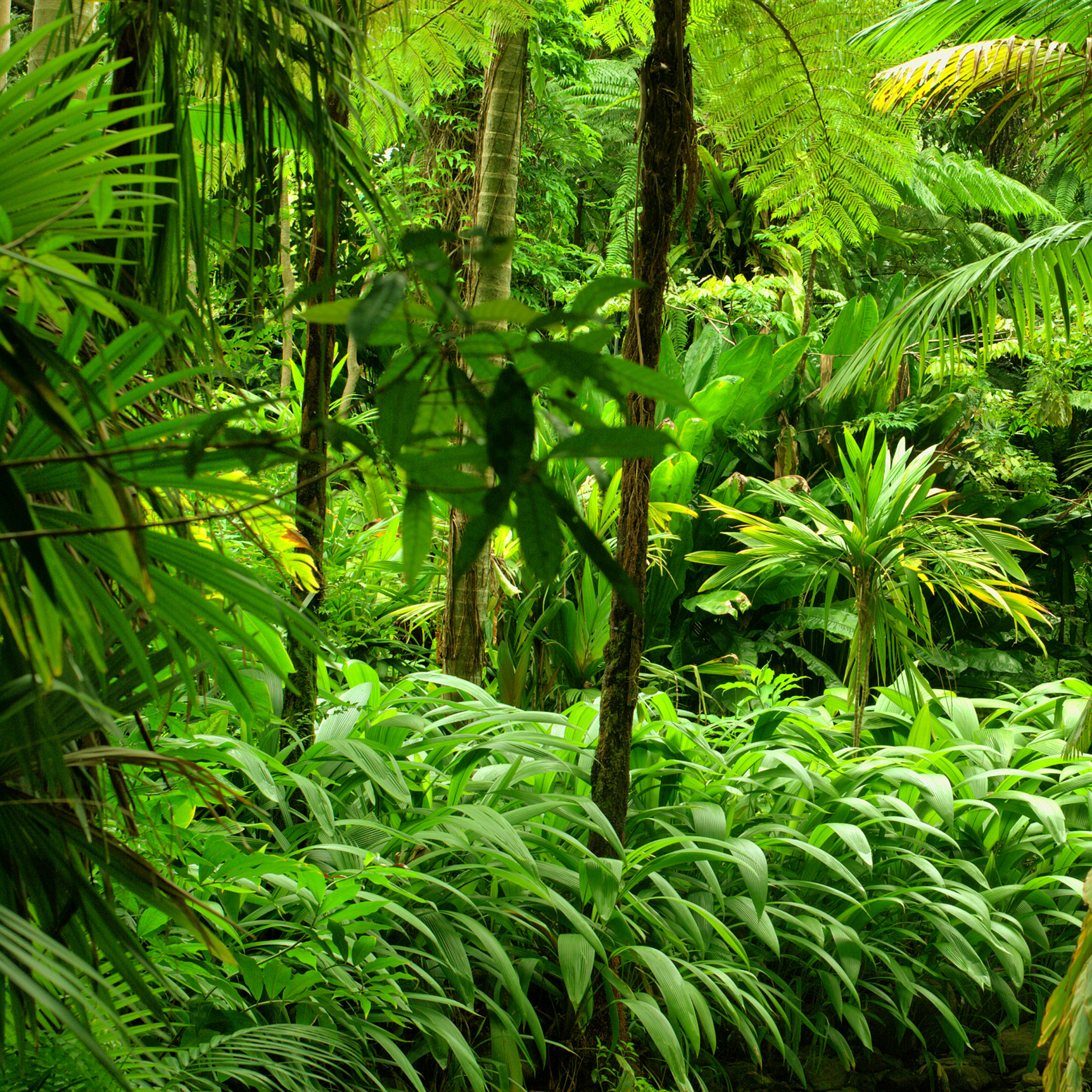 Jungle download. Тропический лес Рейнфорест. Листопадные тропические леса. Тропический Кэрнс.