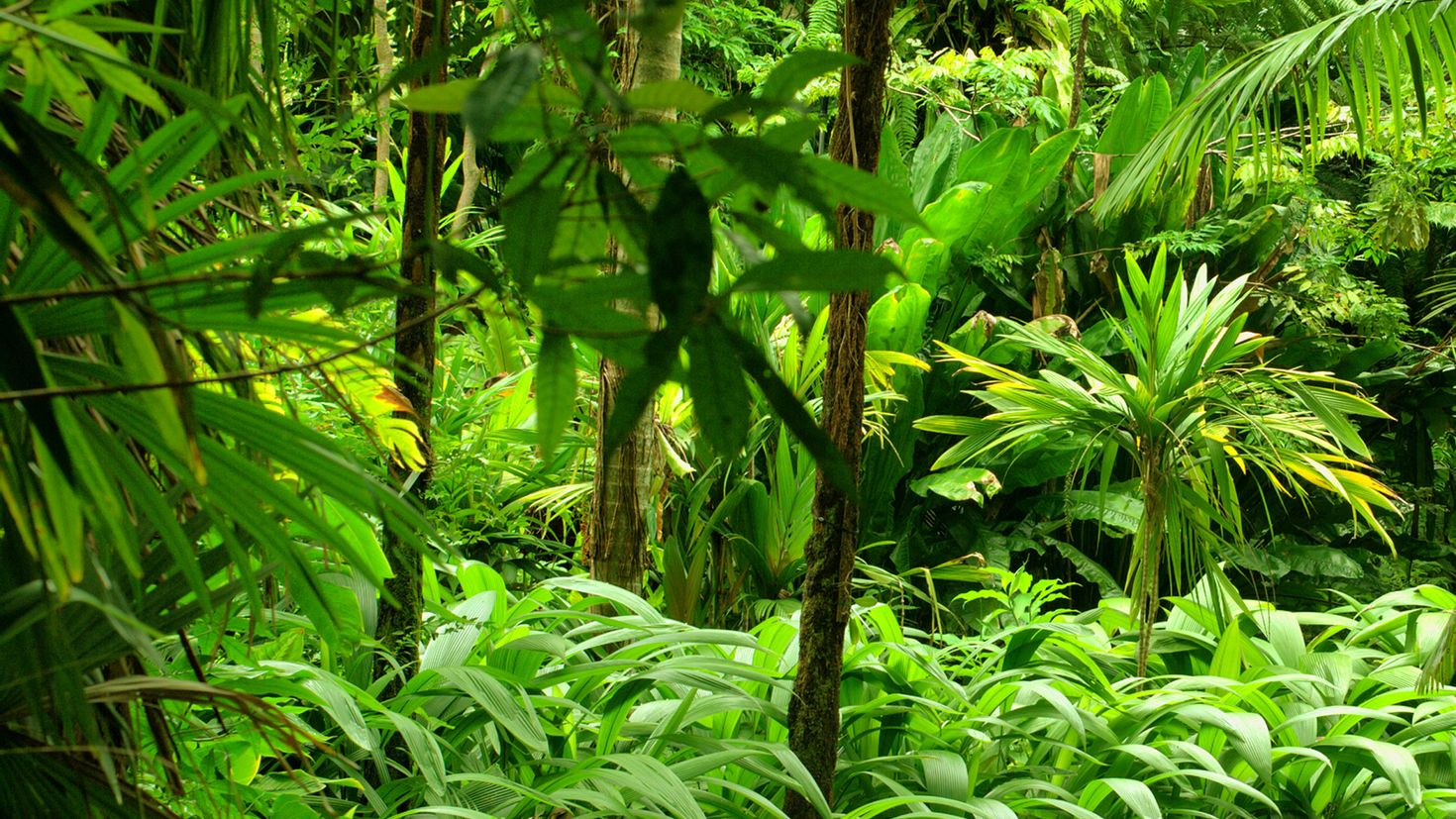 Diferencia entre selva y jungla