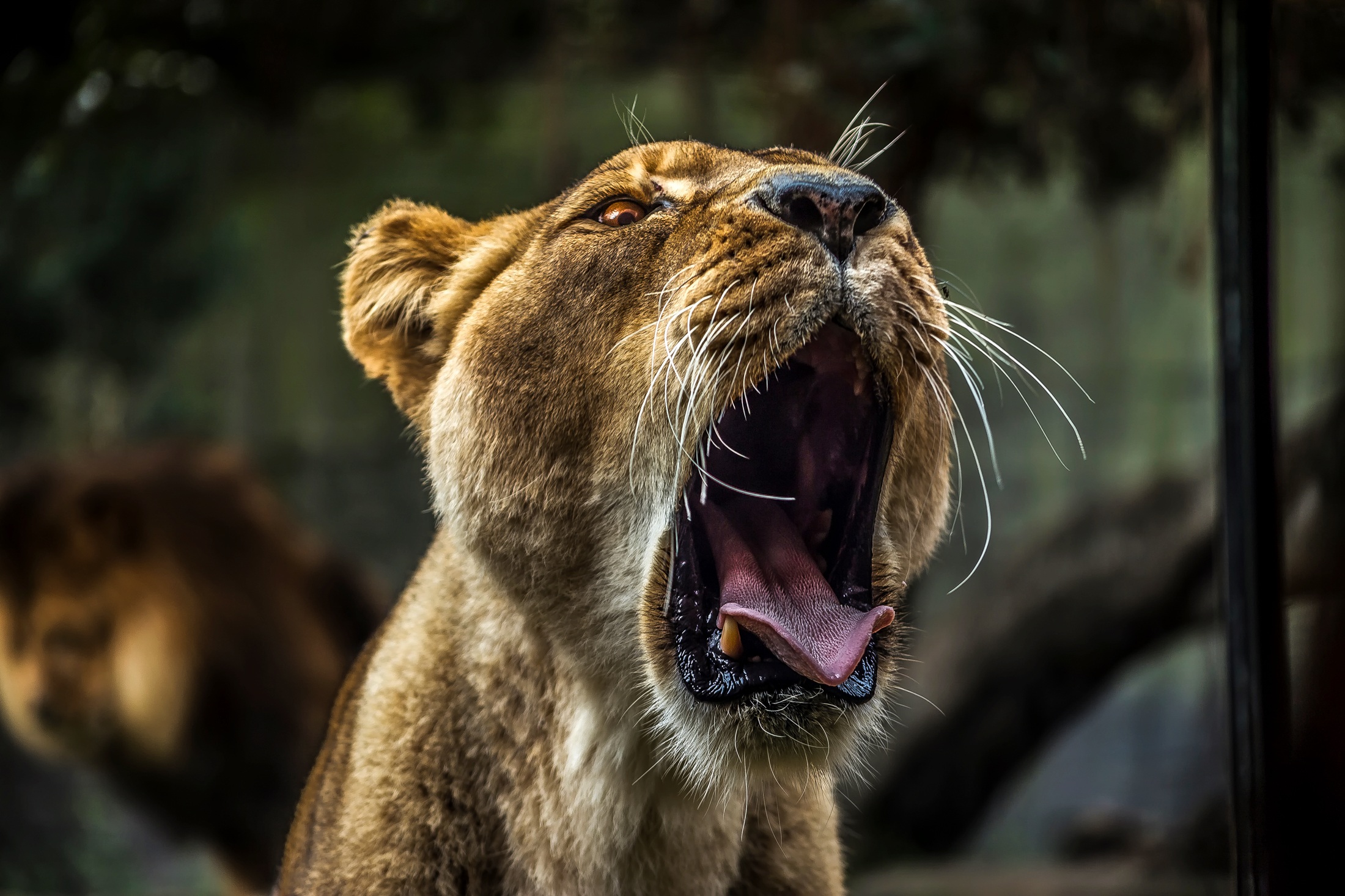Download mobile wallpaper Muzzle, Animals, Predator, Grin, Lioness for free.