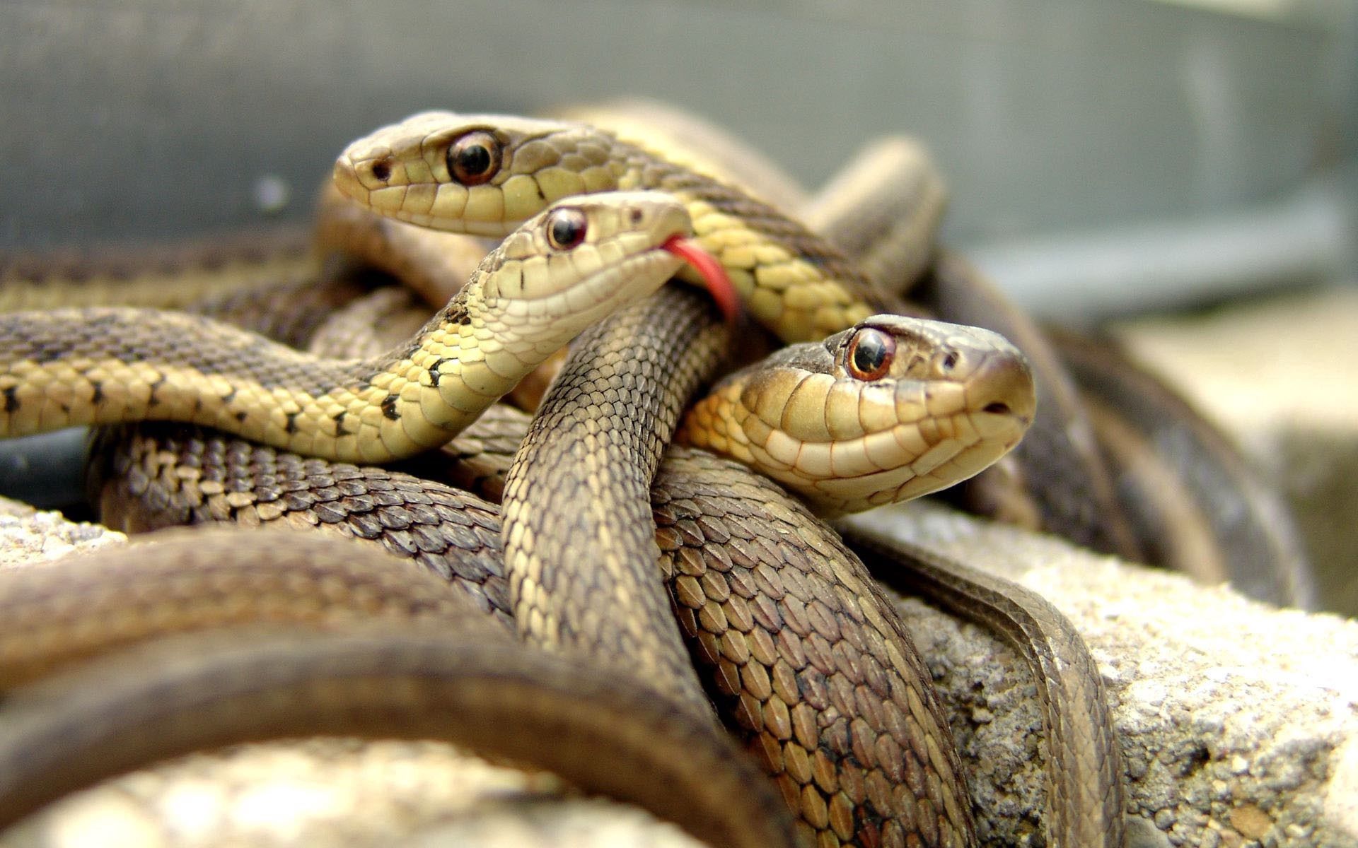 snakes, animals, reptile, lots of, multitude Full HD