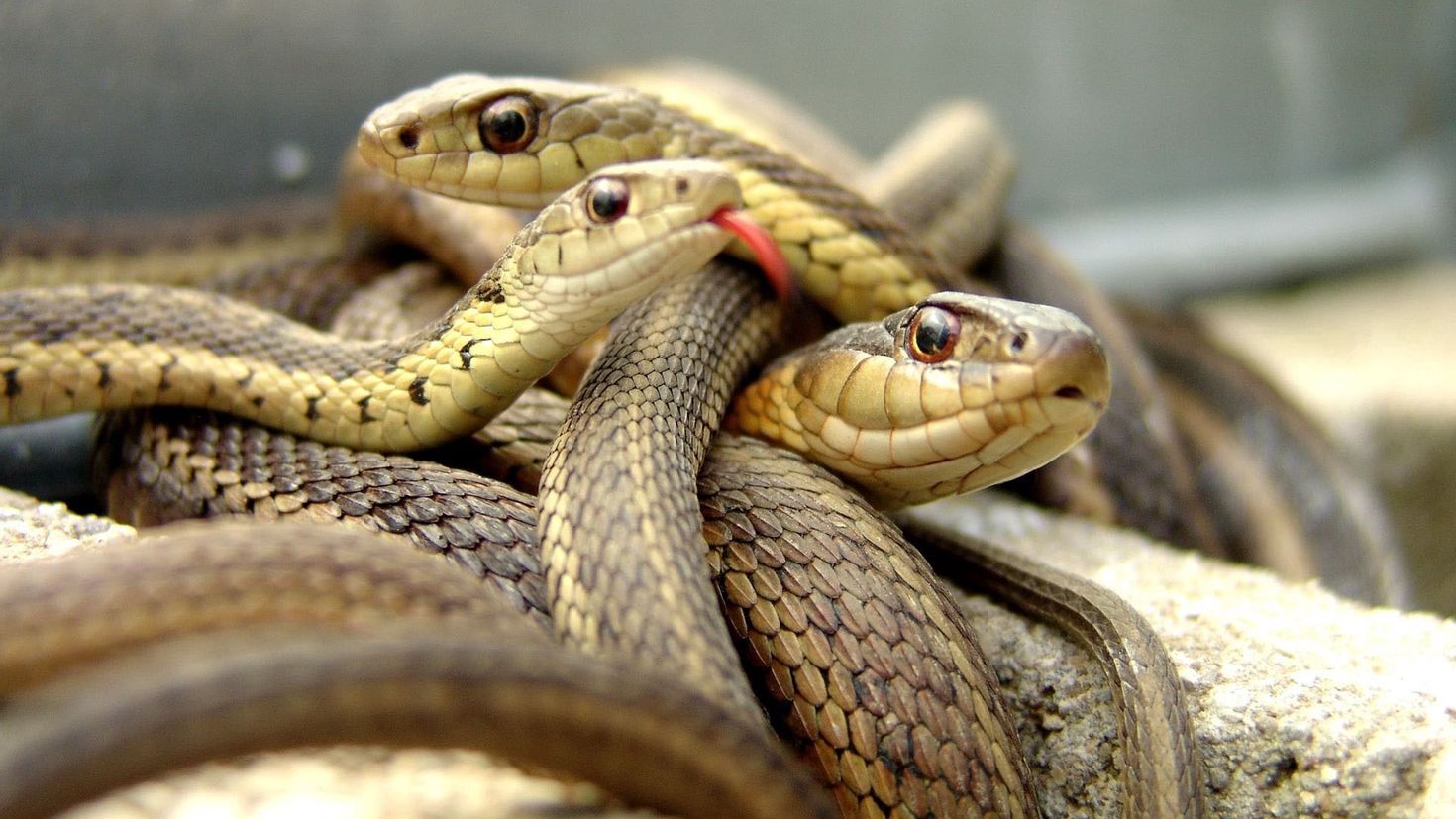картинки домашняя змея