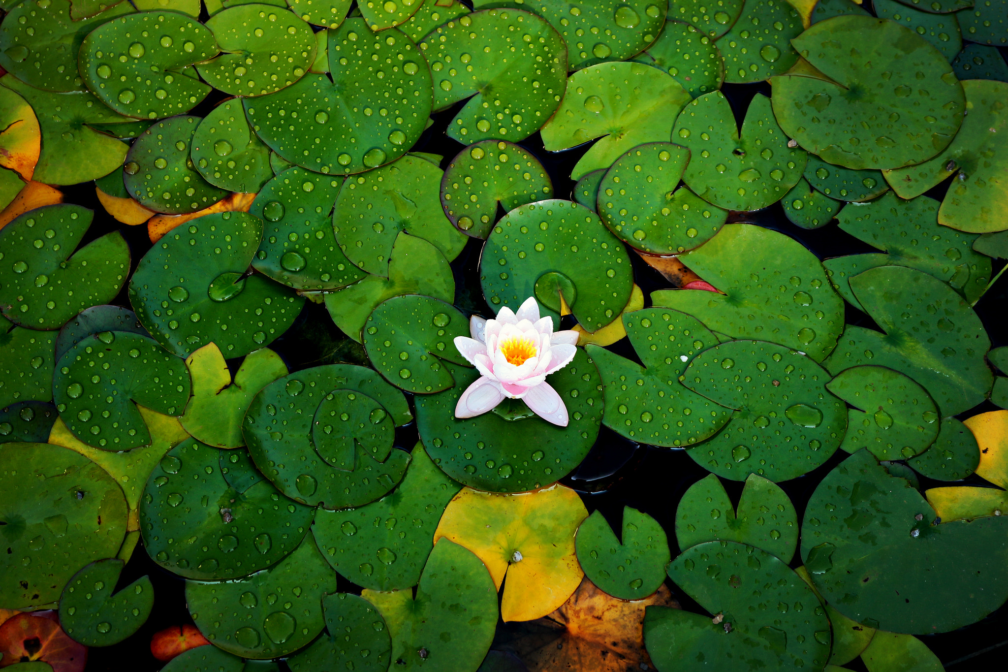 Download Lily Pad wallpapers for mobile phone free Lily Pad HD pictures