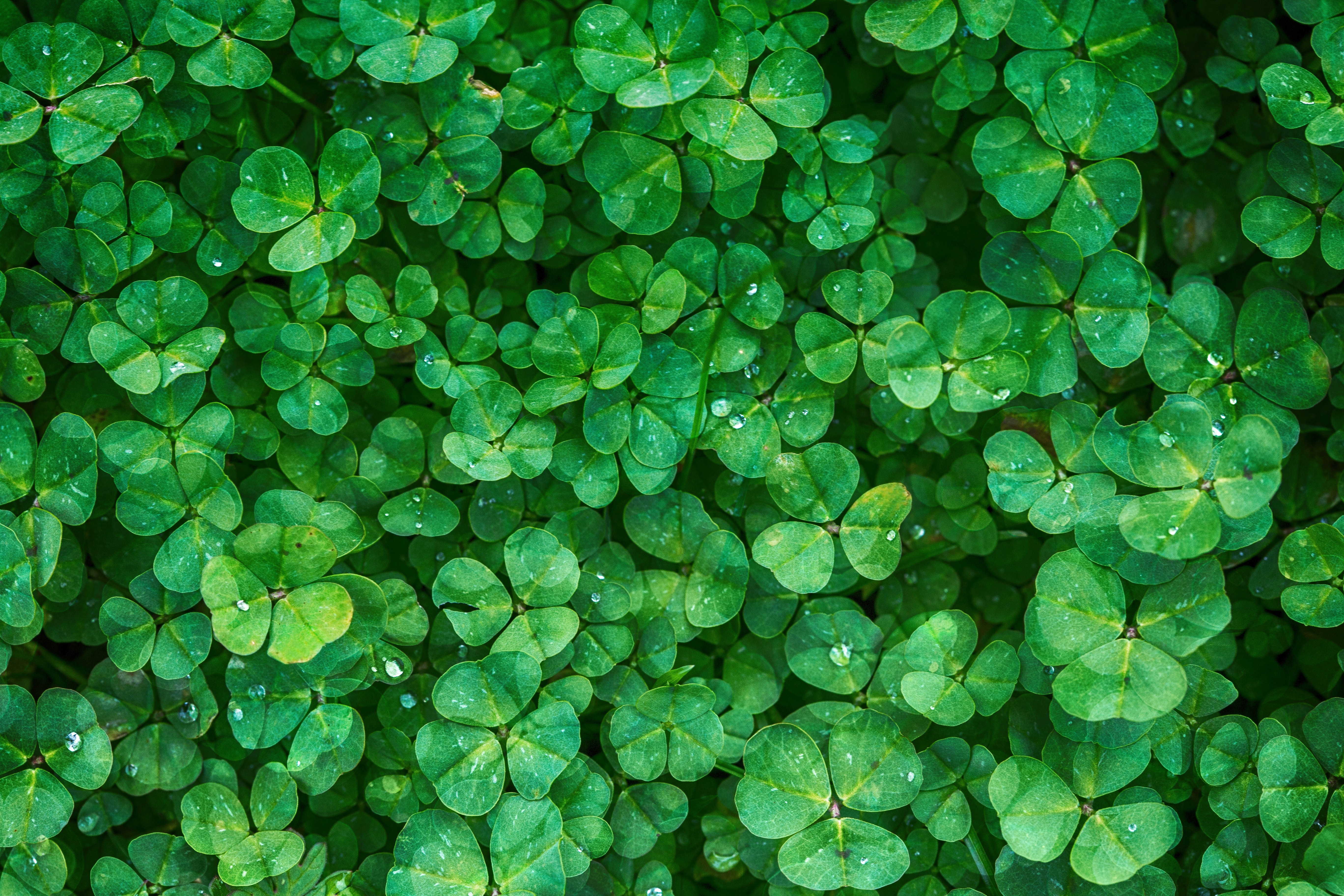 907928 free download Green wallpapers for phone,  Green images and screensavers for mobile