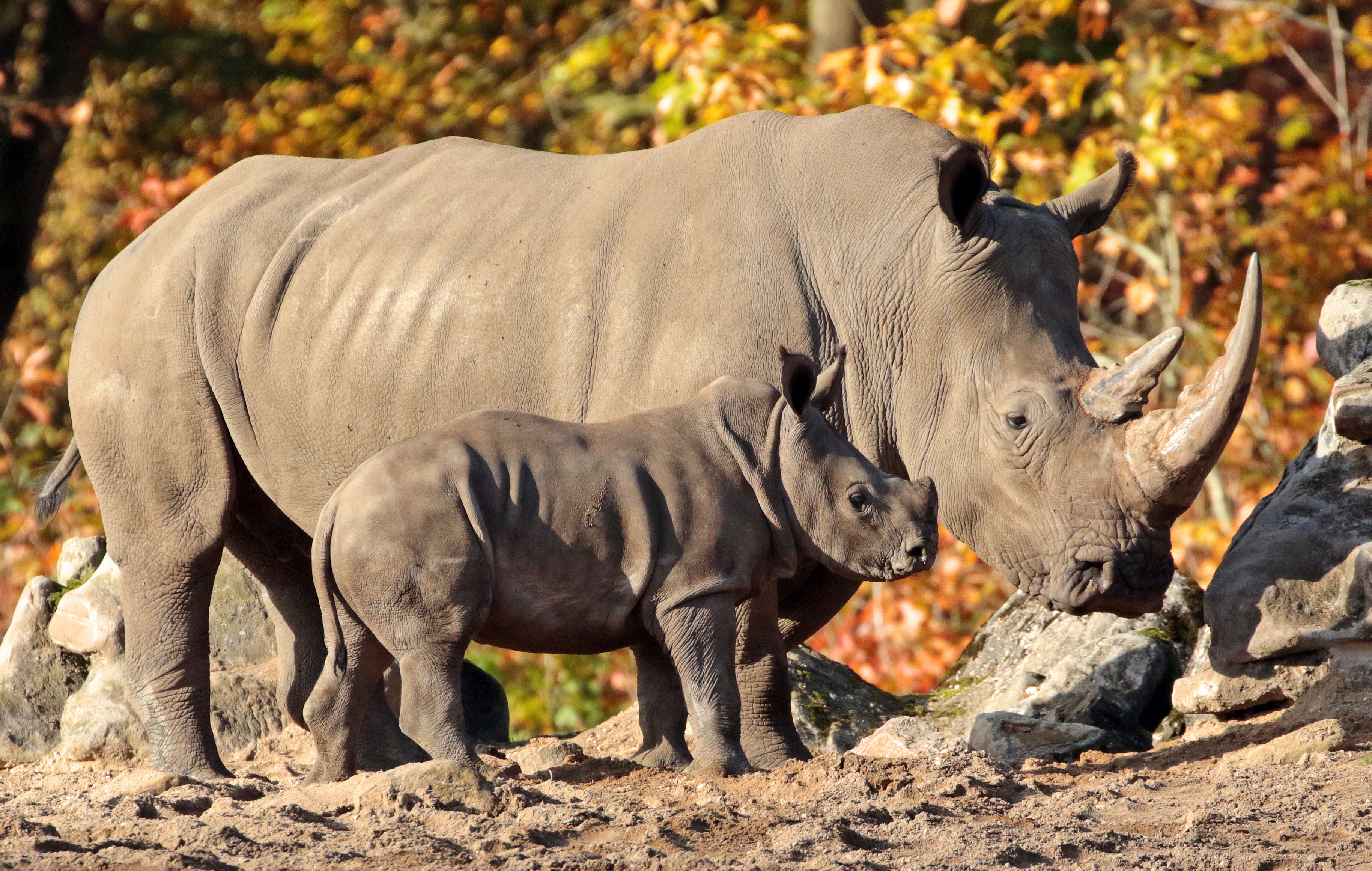 Desktop Backgrounds Rhino 
