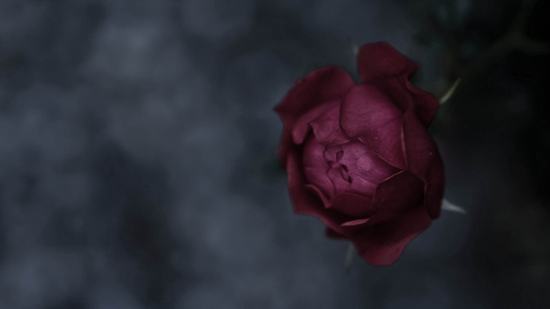 dark, flower, macro, rose flower, rose, colored