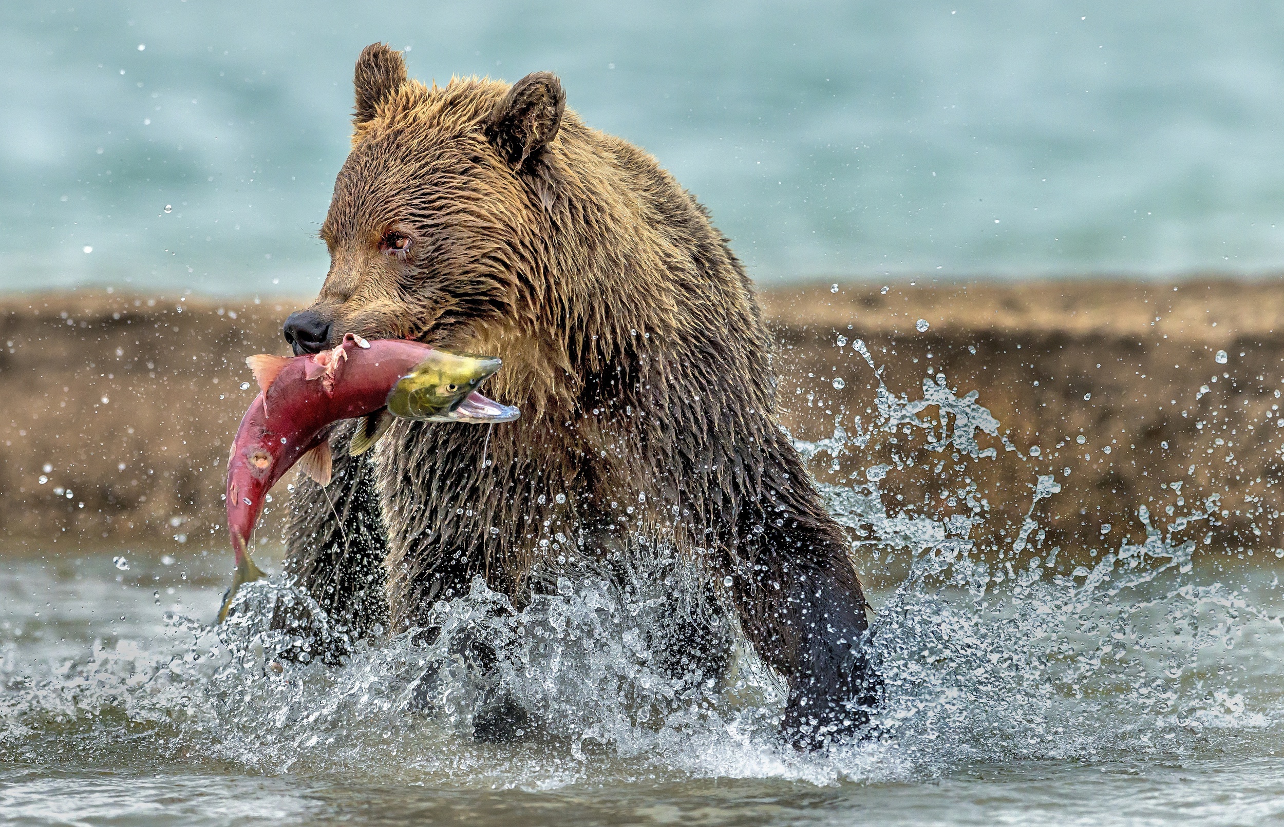 Бурый медведь с рыбой