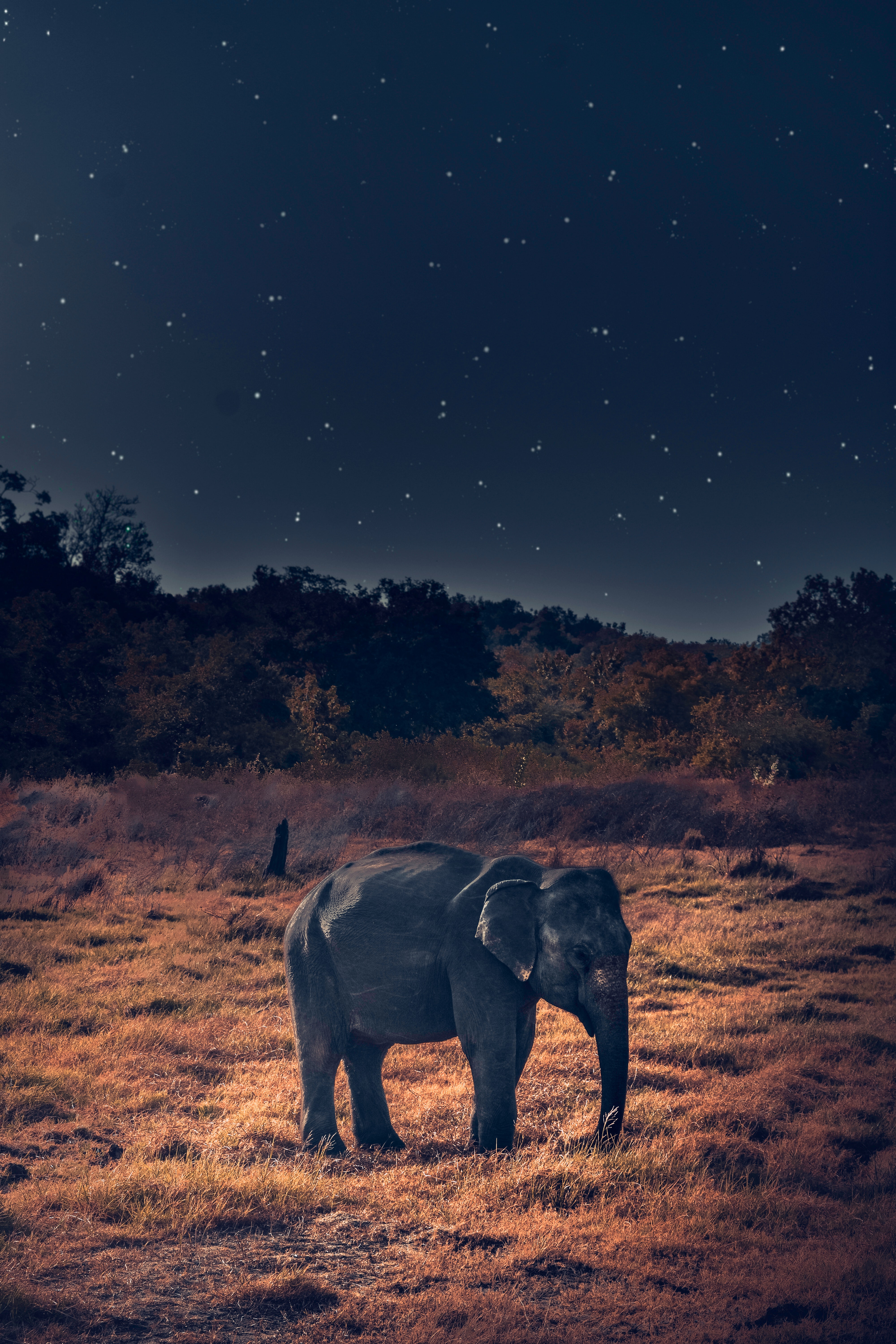 elephant, wildlife, animals, african elephant for android