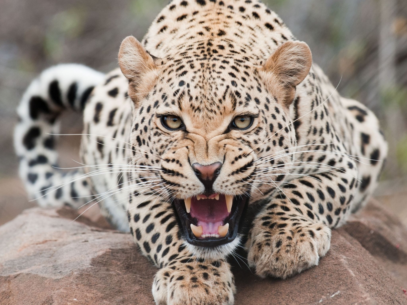 32916 Protetores de tela e papéis de parede Leopards em seu telefone. Baixe  fotos gratuitamente