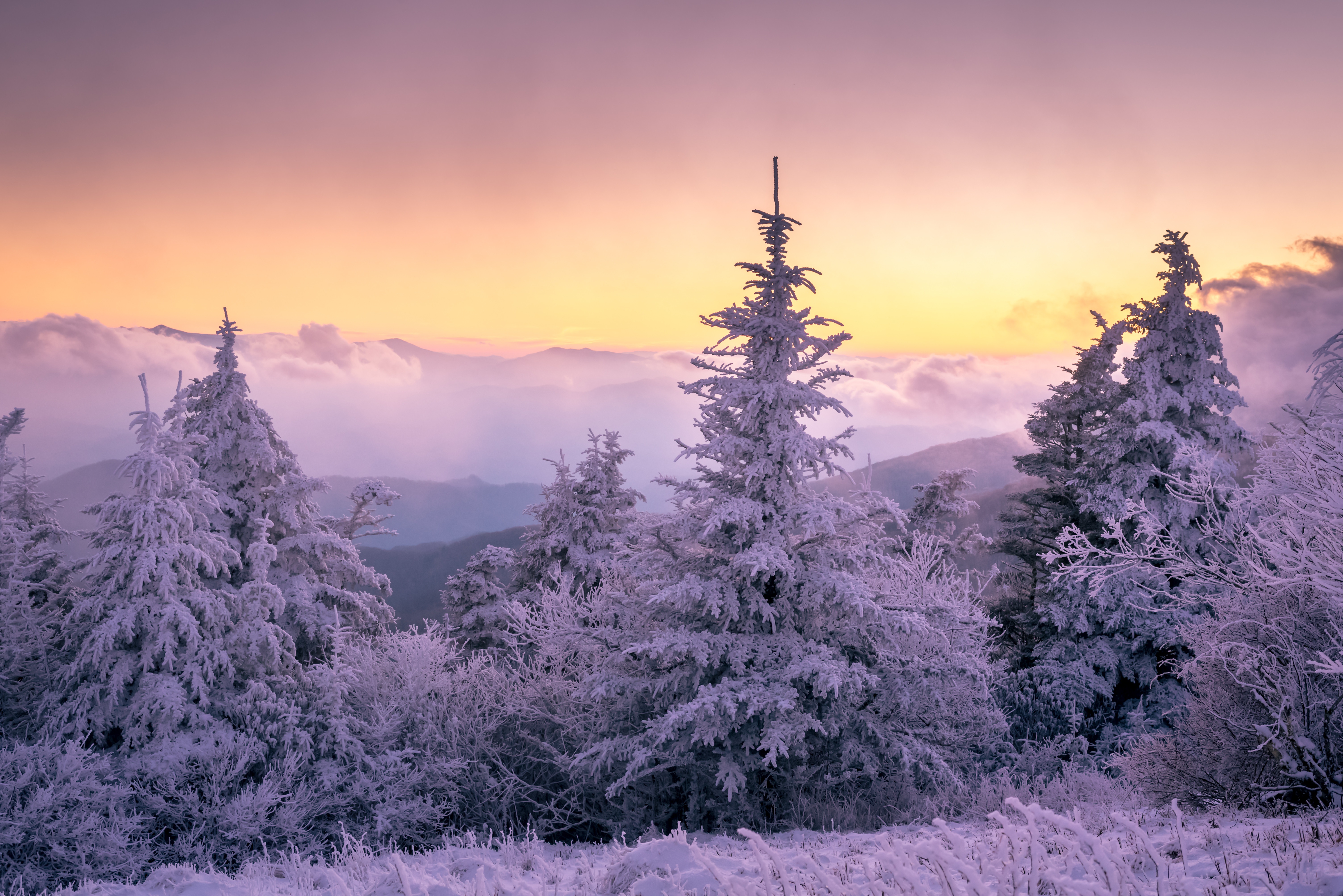 earth, winter, nature, snow, spruce, sunset HD wallpaper