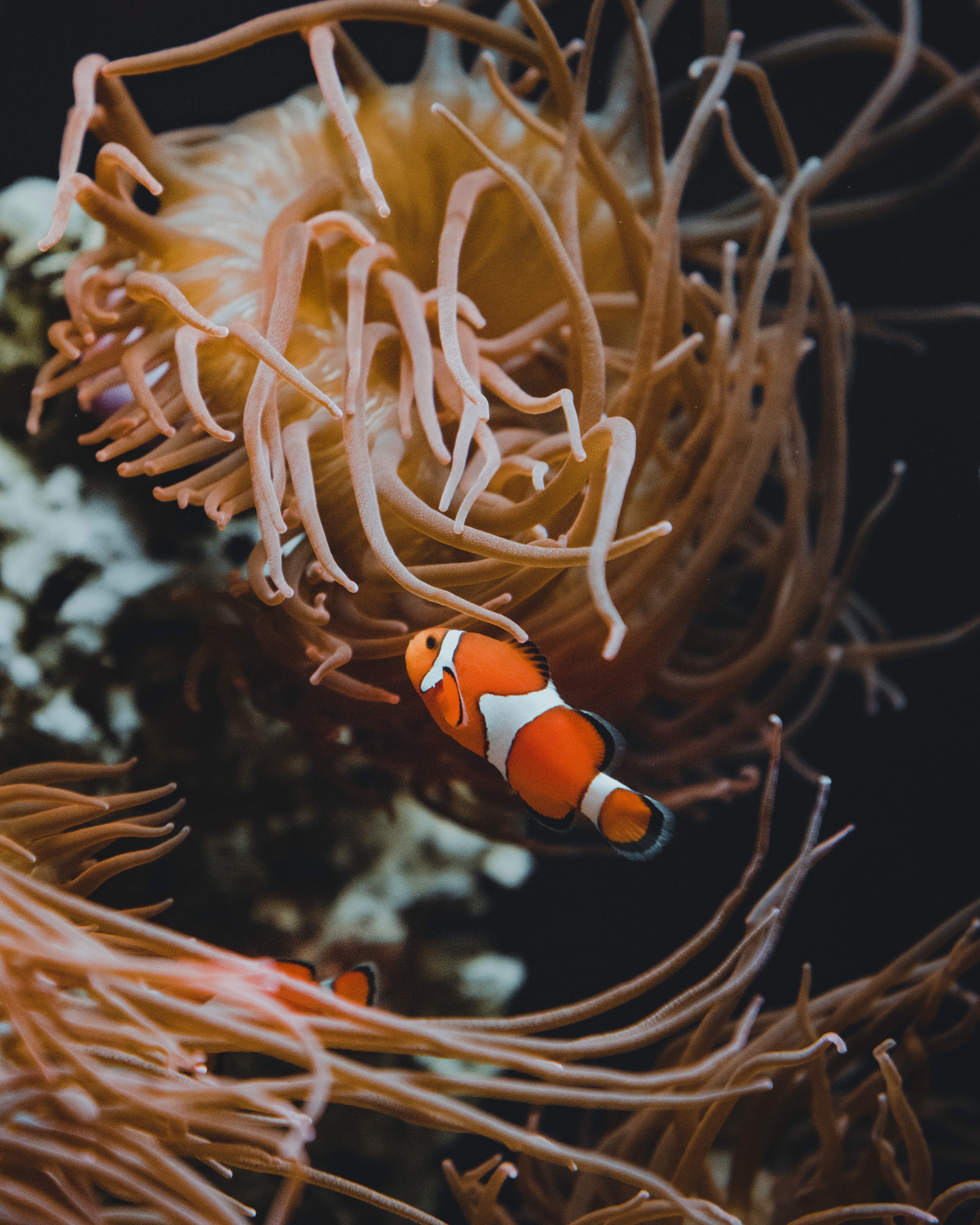 coral, seaweed, fish clown, submarine, animals, clown fish, fish, algae, underwater, reef QHD