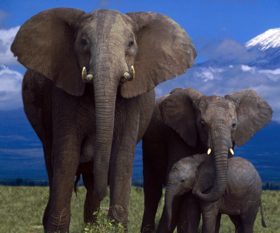 Я и мой слон. Слон. Семья слонов. Передвижение слонов. Слоны в Танзании.