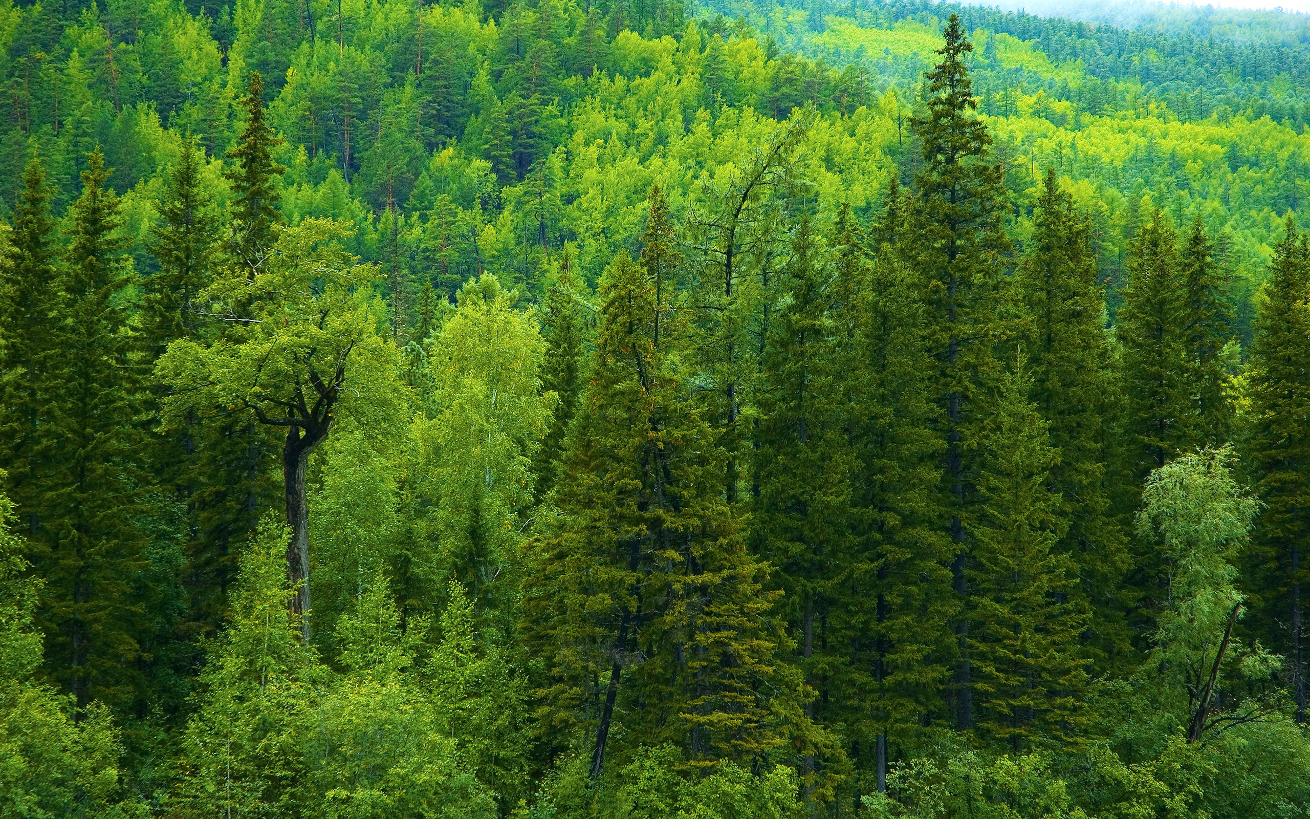 Произрастание хвойных деревьев природная зона. Пихтовый лес тайги. Кедр темнохвойная Тайга. Пихта Сибирская лес. Темнохвойная смешанная пихтово-кедрово-Еловая Тайга.