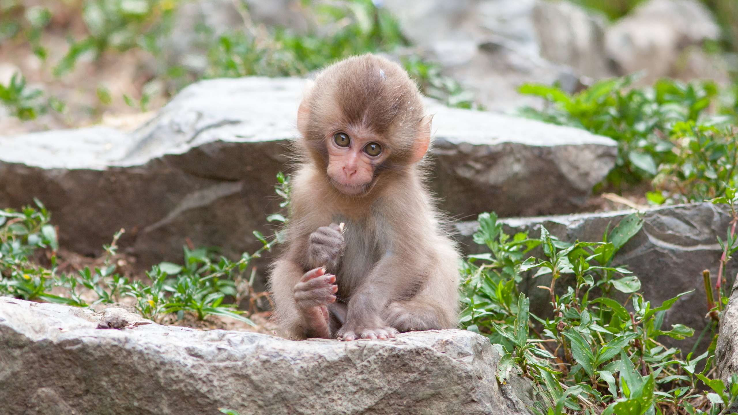 411862 télécharger le fond d'écran macaque, animaux, macaque japonais, bébé animal, mignon, singe, singes - économiseurs d'écran et images gratuitement