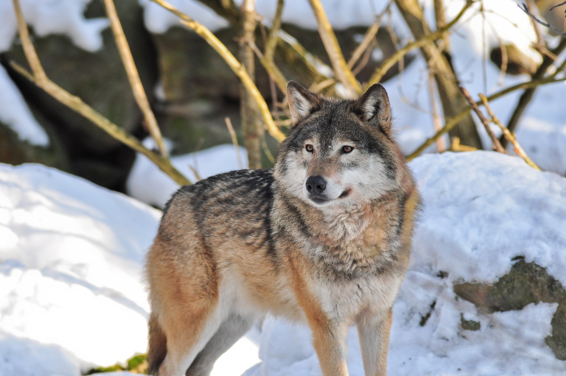 405411 Hintergrundbild herunterladen tiere, wolf, schnee, zoo, wolves - Bildschirmschoner und Bilder kostenlos