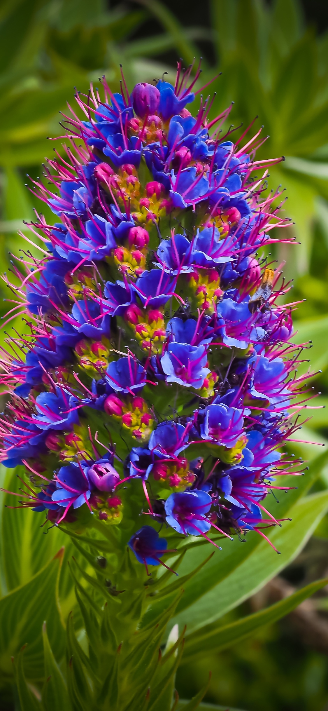 1138797 descargar fondo de pantalla tierra/naturaleza, flor, exótico, flor azul, flores: protectores de pantalla e imágenes gratis