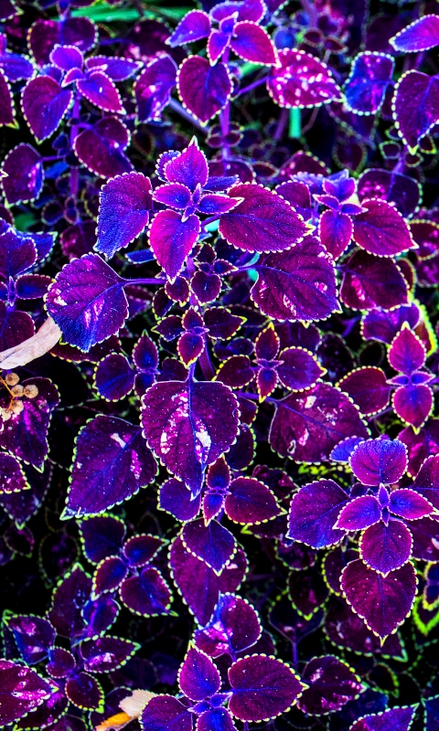 earth, plant, purple flower, coleus, leaf