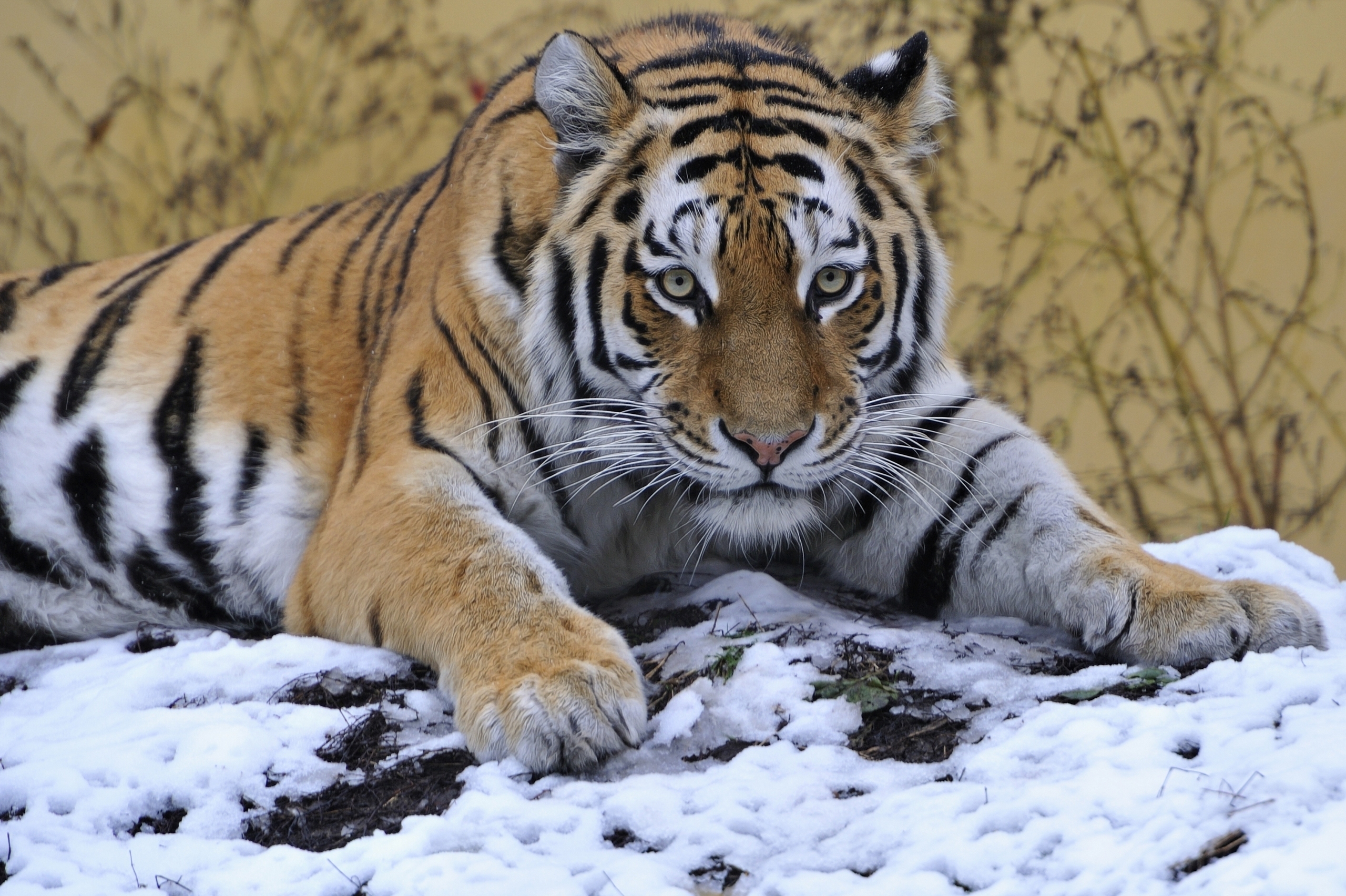 lie, snow, predator, tiger, sight, animals, to lie down, opinion, paw HD wallpaper