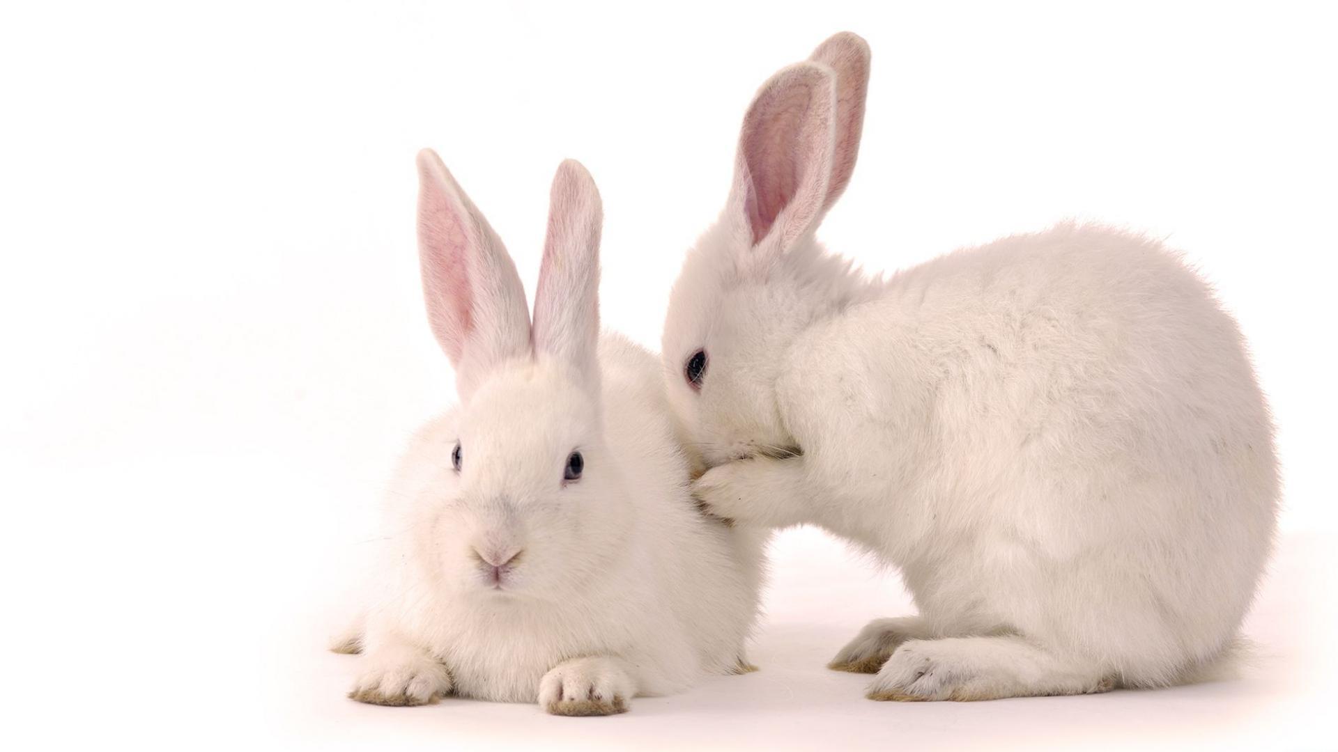 40489 免費下載壁紙 动物, 兔 屏保和圖片
