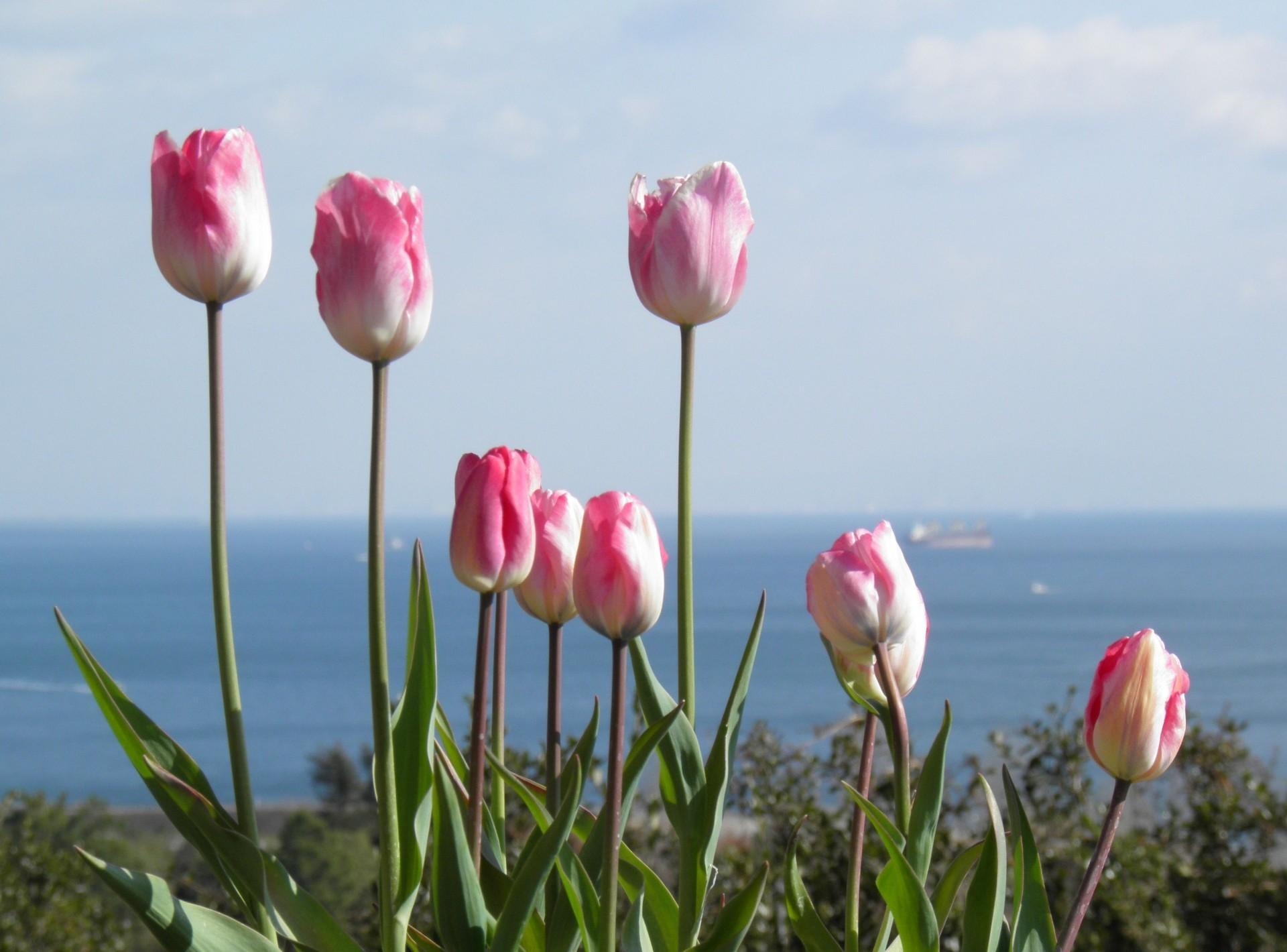 flowers, tulips, horizon, flower bed, flowerbed cell phone wallpapers