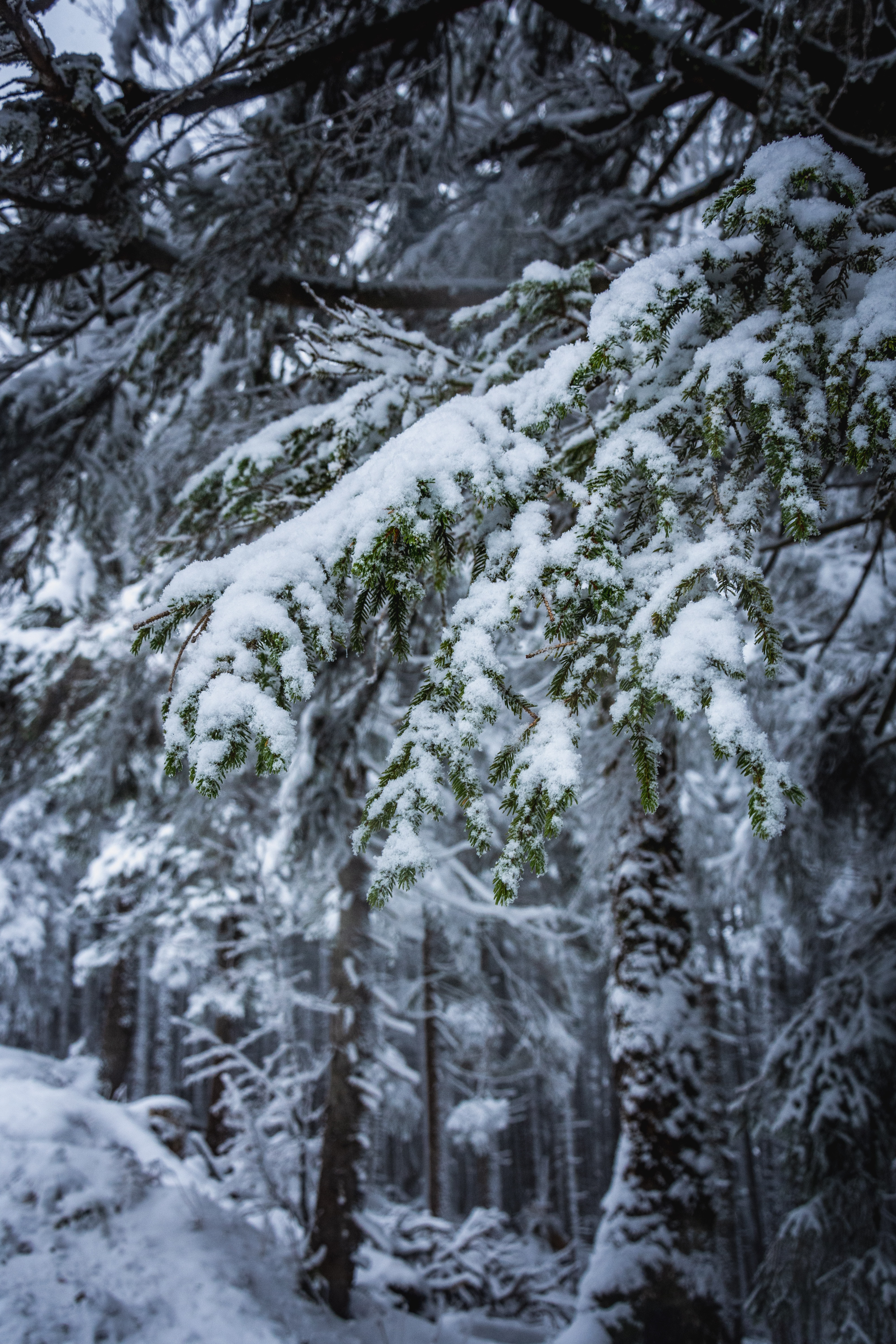 107711 завантажити шпалери сніг, зима, природа, дерева, гілки, відділень - заставки і картинки безкоштовно